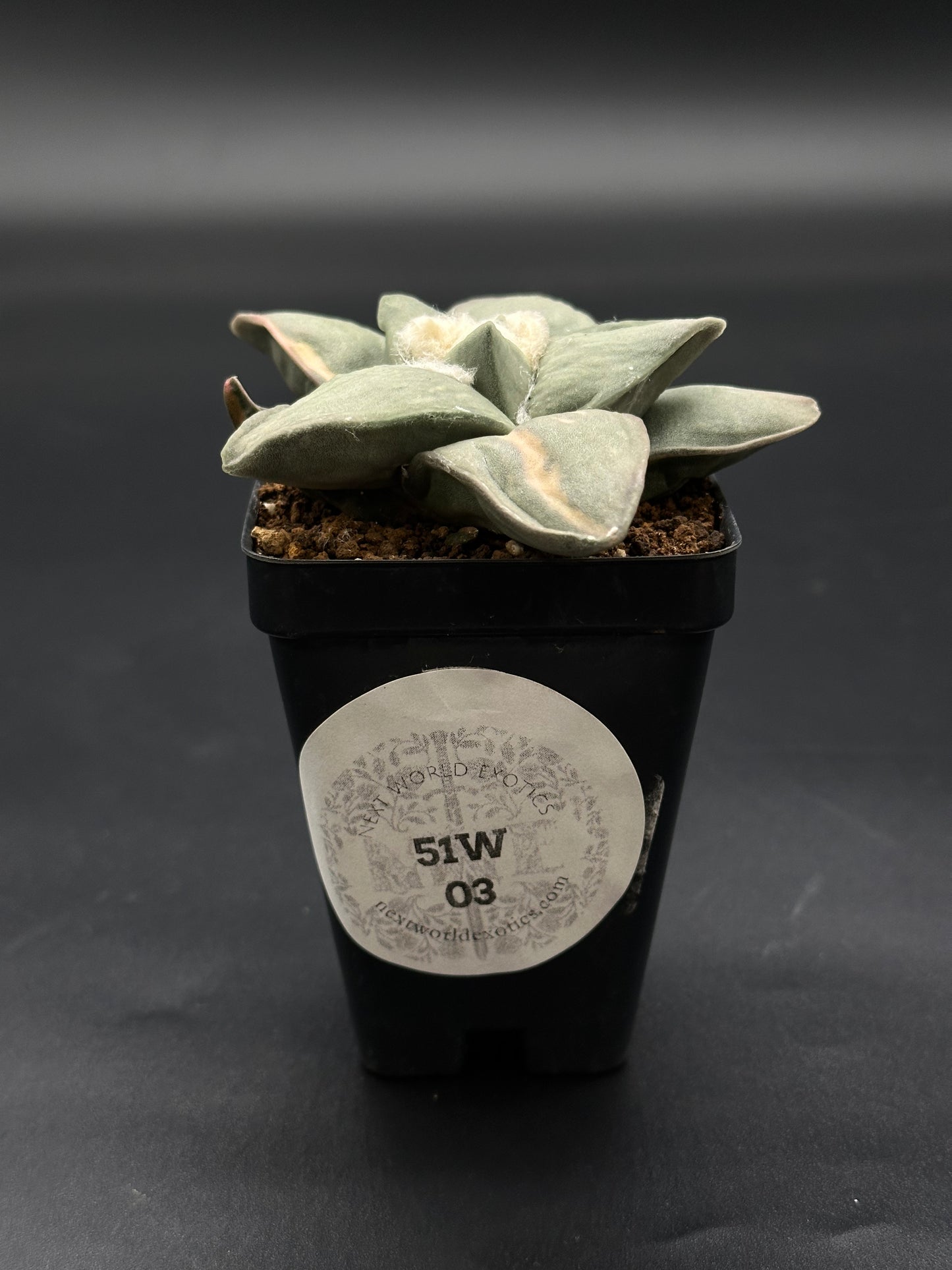 Ariocarpus Retusus Variegated in a 2.5-inch pot, featuring star-shaped tubercles and a white sticker with black text on top.