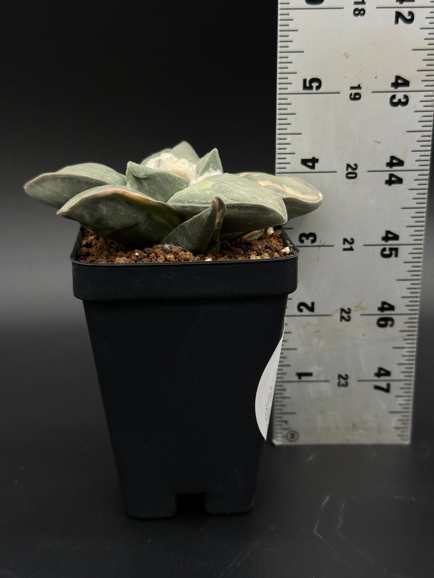 Ariocarpus Retusus Variegated (51W03) in a 2.5-inch pot, alongside a ruler, showcasing its star-shaped tubercles and unique growth pattern.