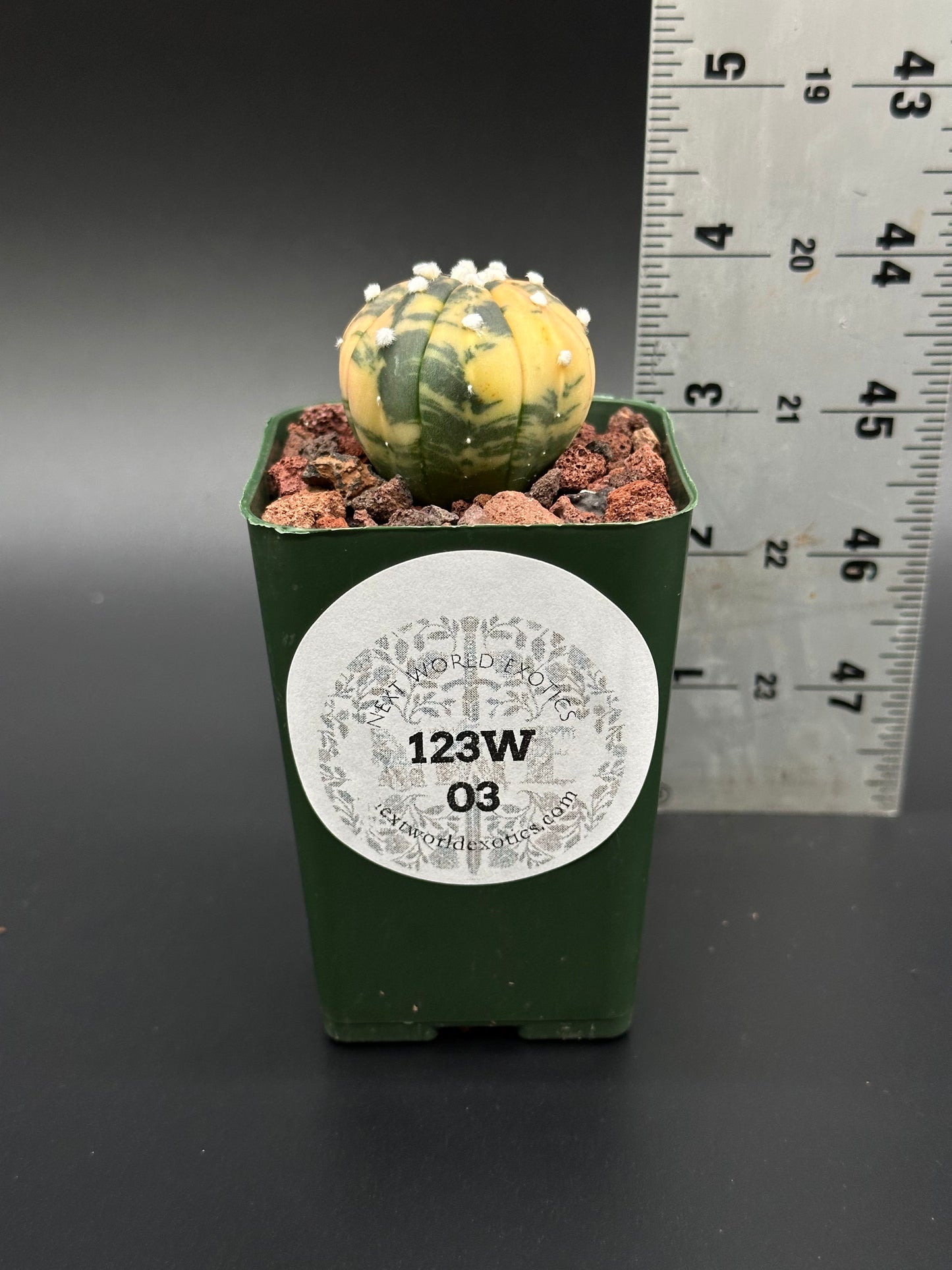 Astrophytum Asterias Variegated Orange in a 2.25-inch green pot, with measuring tape for scale, showcasing its unique size and texture.
