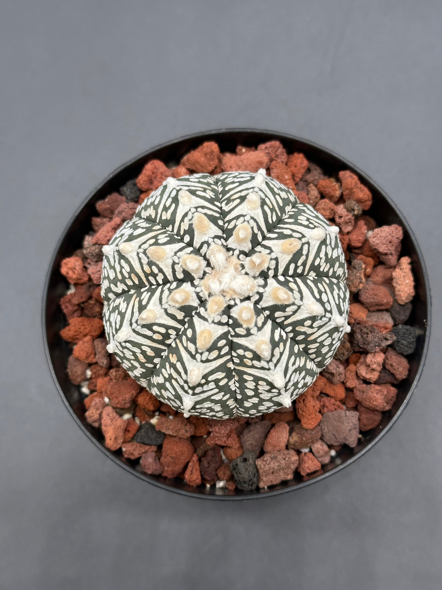 Astrophytum Asterias cv. 'Super Kabuto V-Type' cactus in a 2-inch pot, showcasing its unique white-spotted texture, ideal for exotic plant enthusiasts.