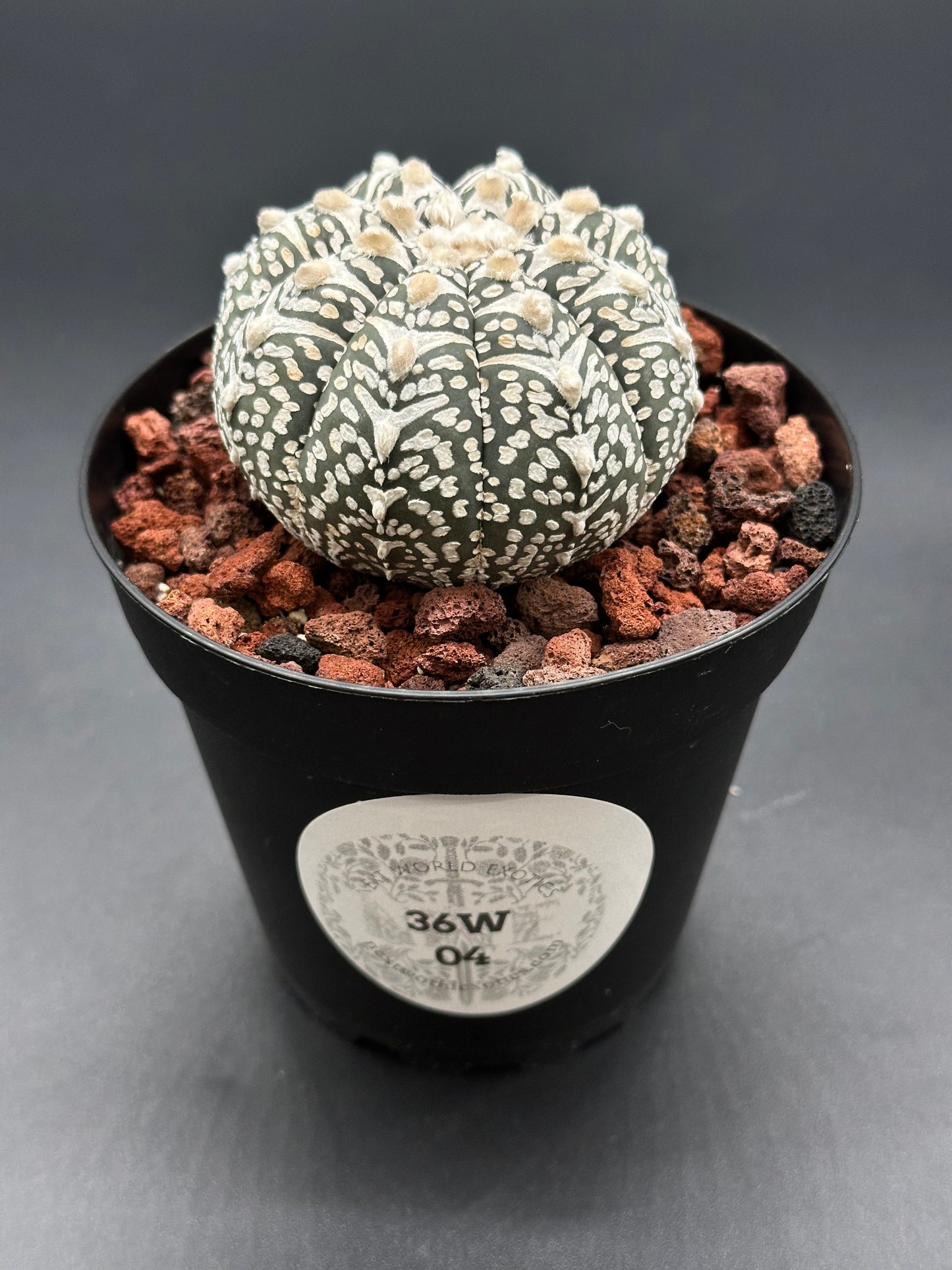 Astrophytum Asterias cv. 'Super Kabuto V-Type' cactus in a 2-inch pot, highlighting its distinctive patterns, ideal for exotic houseplant enthusiasts.