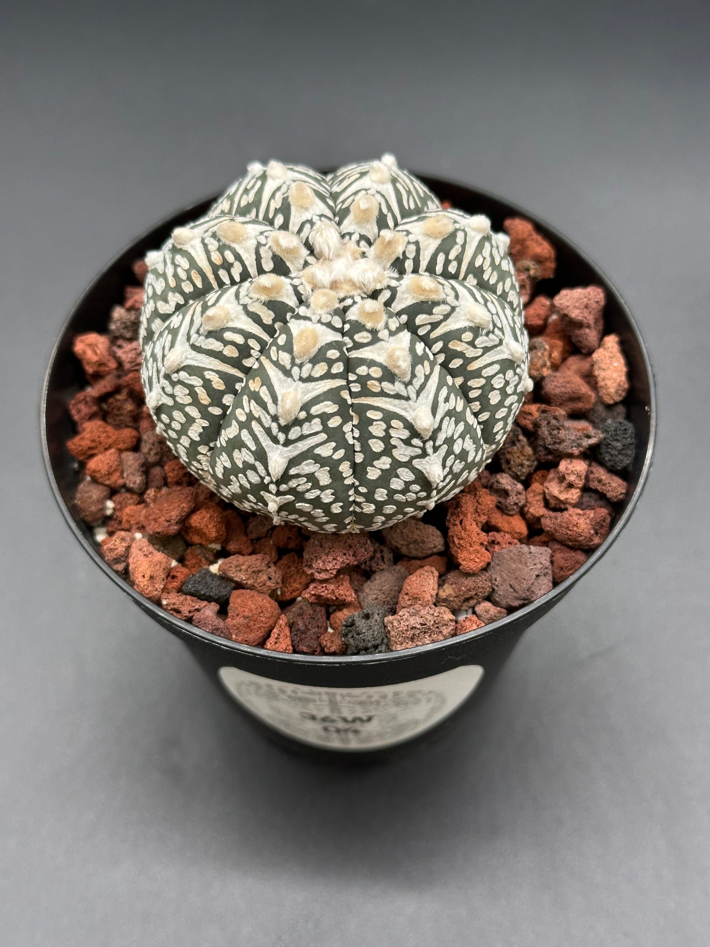 Astrophytum Asterias cv. 'Super Kabuto V-Type' cactus with white spots in a 2-inch pot, featured by Next World Exotics for rare plant collectors.