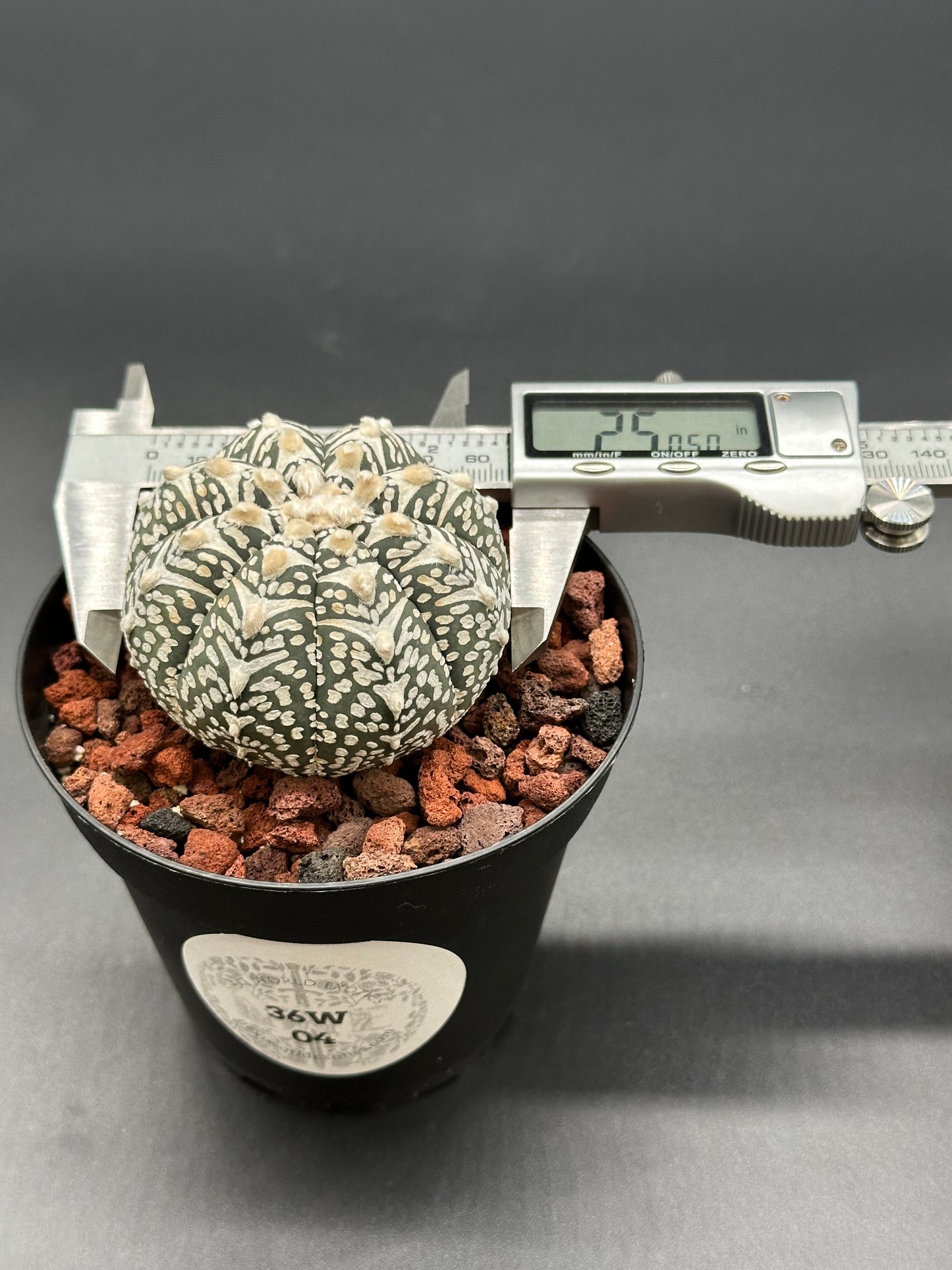 Astrophytum Asterias cv. 'Super Kabuto V-Type' cactus in a 2-inch pot, measured with a caliper, showcasing its compact growth and unique form.