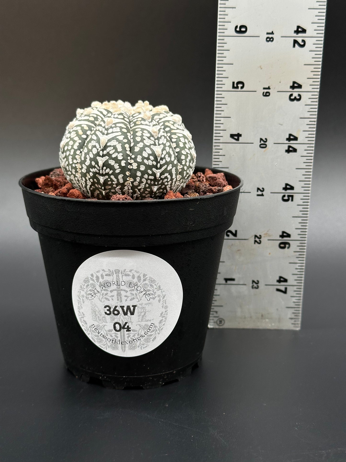 Astrophytum Asterias cv. 'Super Kabuto V-Type' in a 2-inch pot, shown with a ruler for scale, highlighting its unique cactus structure.