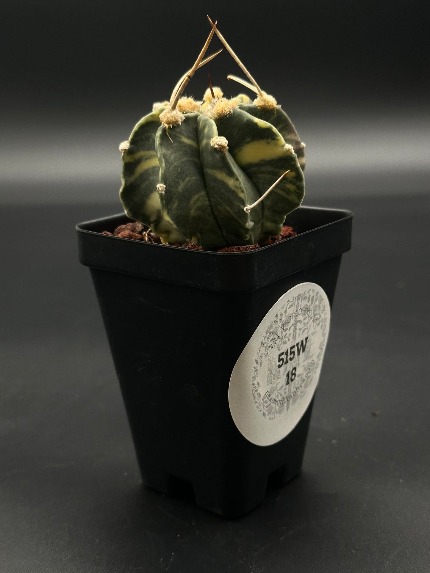 Astrophytum Capricorne Variegated (515W18) with distinctive long spines in a 2.5-inch pot, featured in Next World Exotics' rare plant collection.