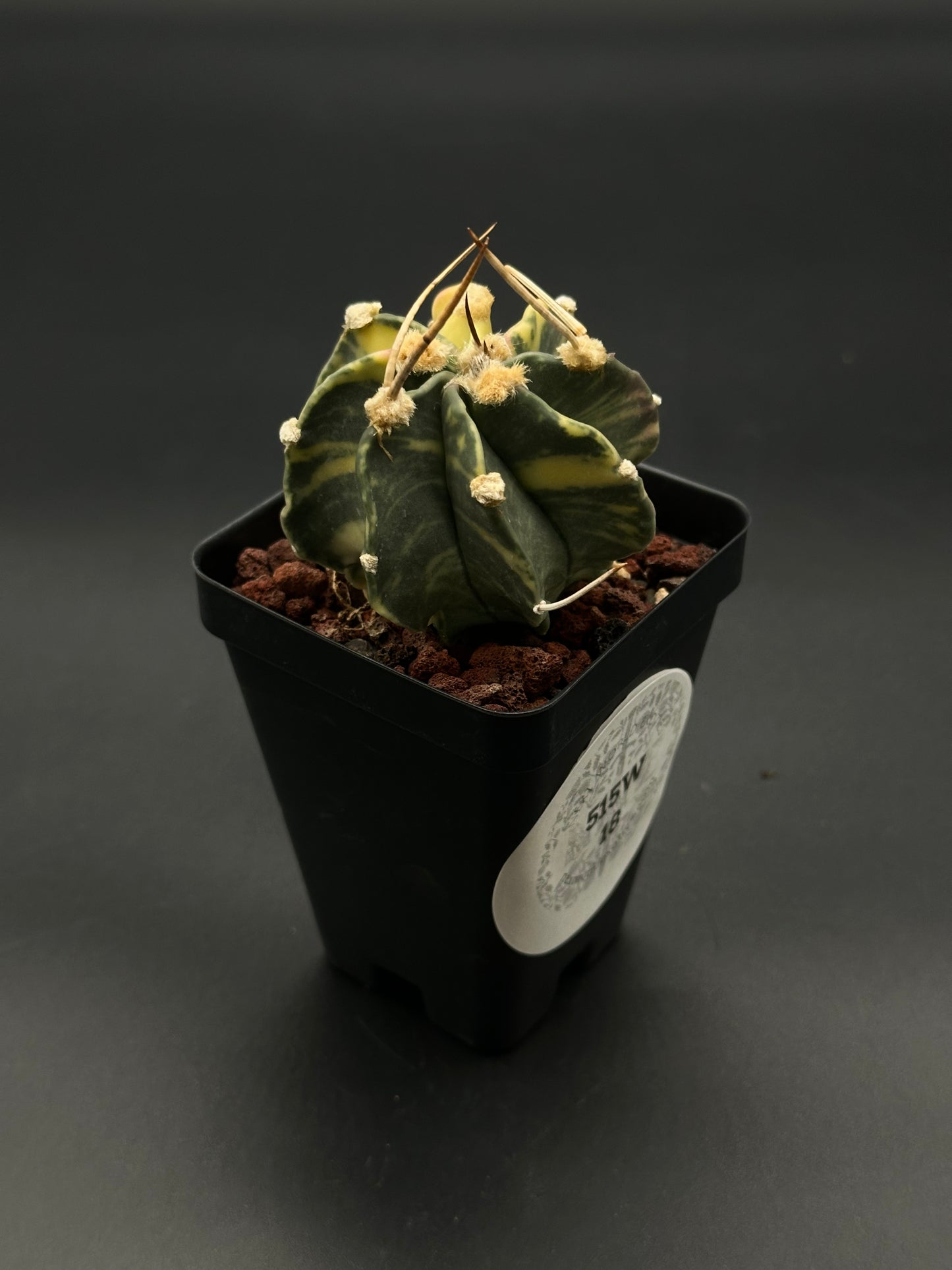 Astrophytum Capricorne Variegated (515W18) with distinctive long spines in a 2.5-inch pot, ideal for collectors of rare succulents and cacti.