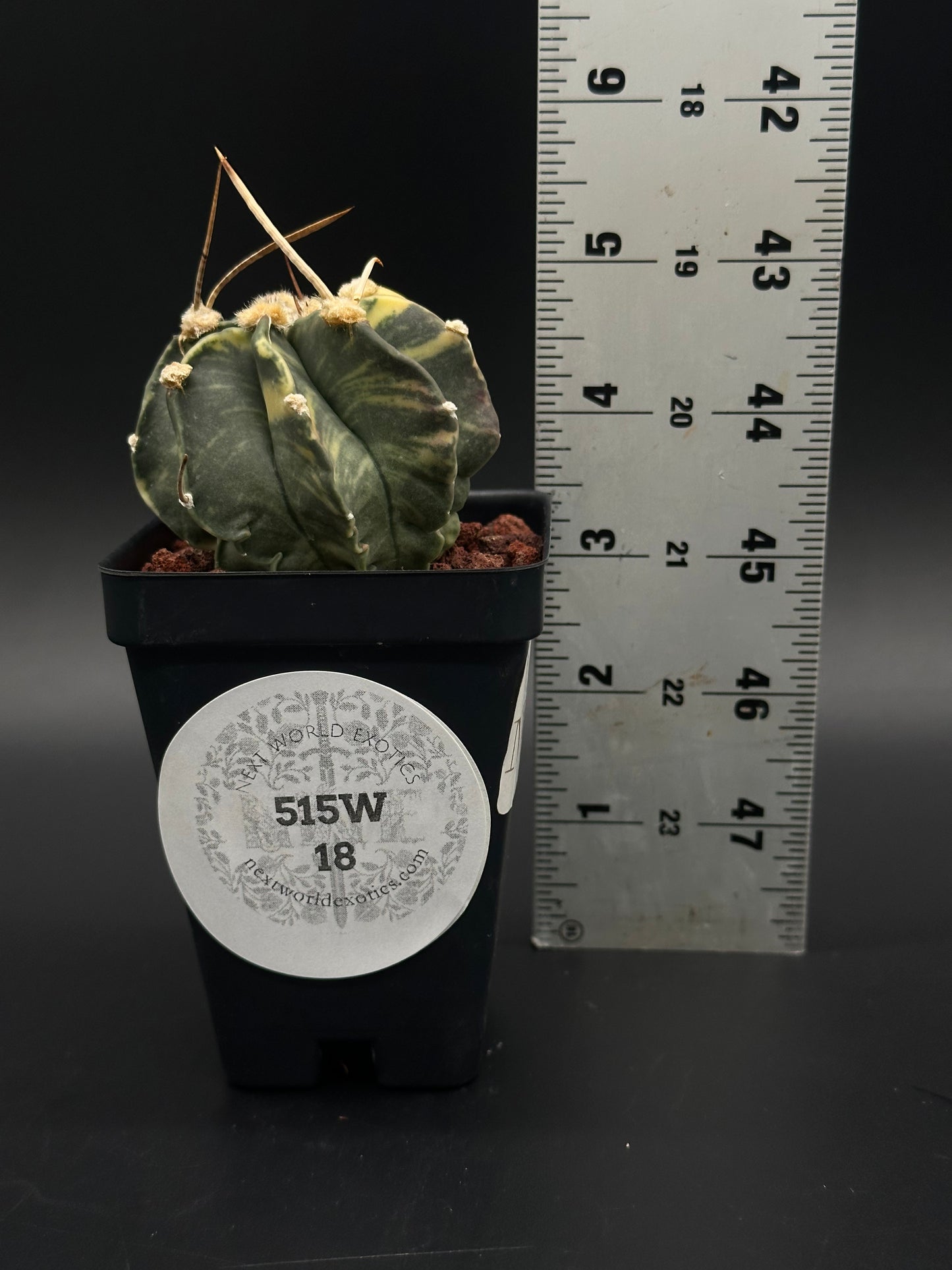 Astrophytum Capricorne Variegated (515W18) cactus with distinctive long spines in a 2.5-inch pot, highlighting its rare and exotic appeal.