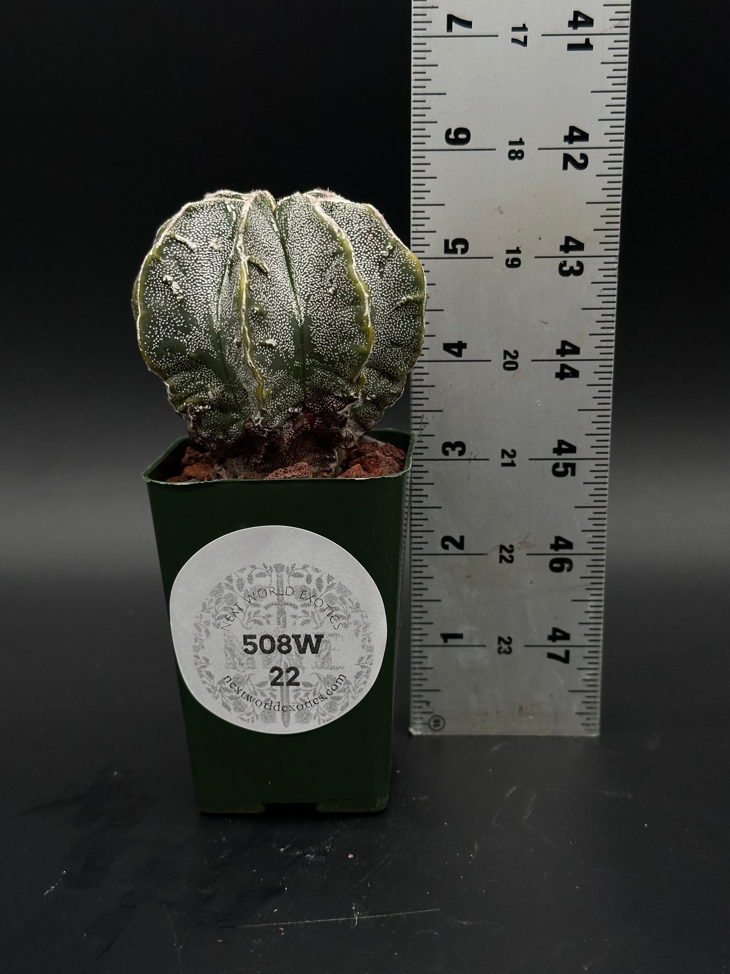 Astrophytum Myriostigma cv. 'Hakujo Fukuryu' (508W22) cactus displaying soft, felt-like areoles and raised warts on vertical ribs, characteristic of its unique Japanese cultivar heritage.