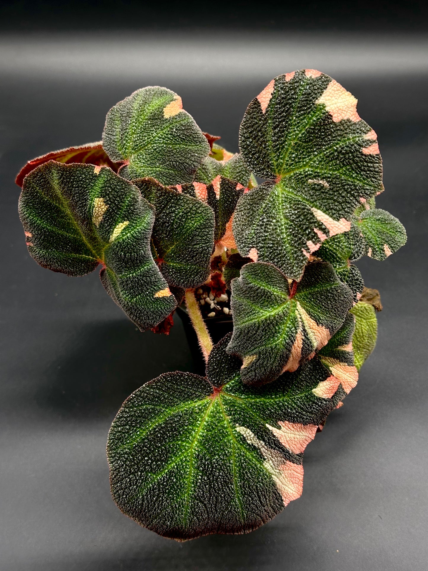 Begonia Solimutata Variegated (130W081) in a 4-inch pot, featuring textured dark green leaves with pink and light green variegation, reddish undersides and stems.