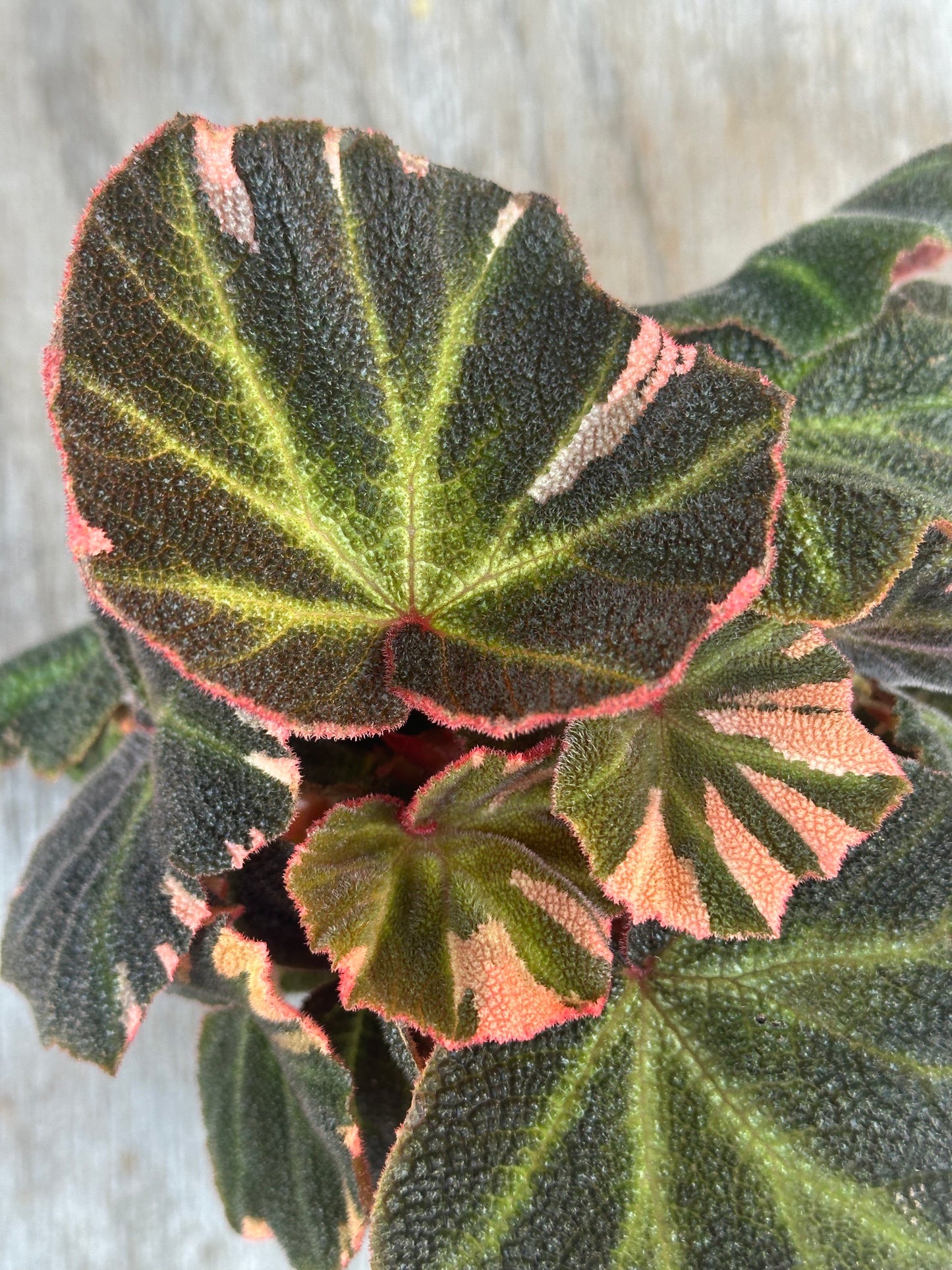 Close-up of Begonia Solimutata Variegated plant, showcasing detailed leaf patterns. Featured in Next World Exotics' rare plant collection.
