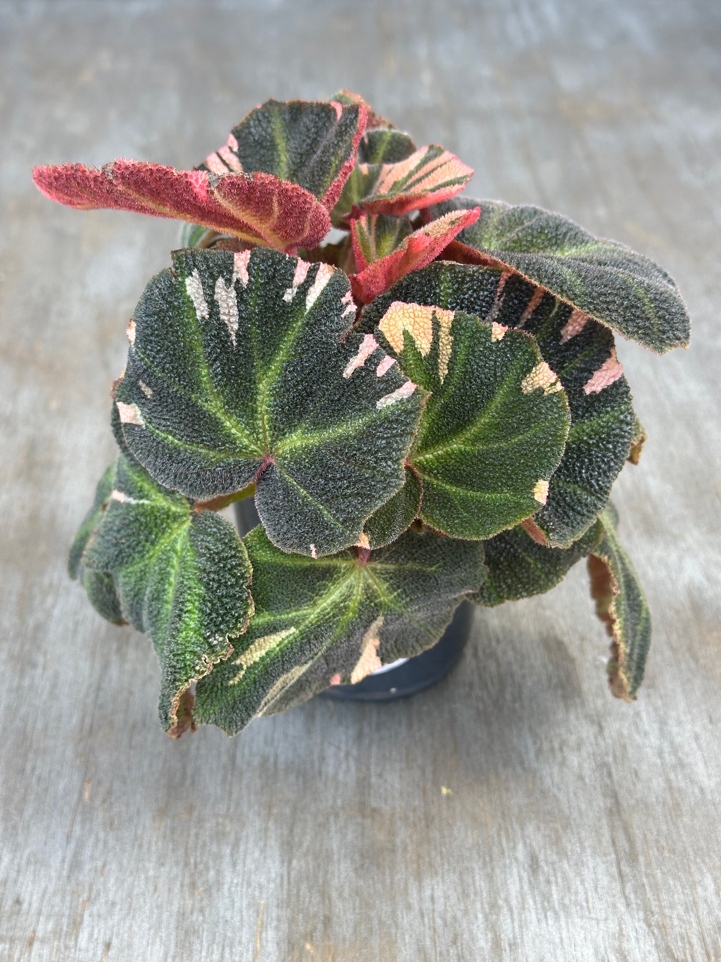 Begonia Solimutata Variegated (95W01) close-up, showcasing its unique leaf patterns, perfect for exotic houseplant enthusiasts.