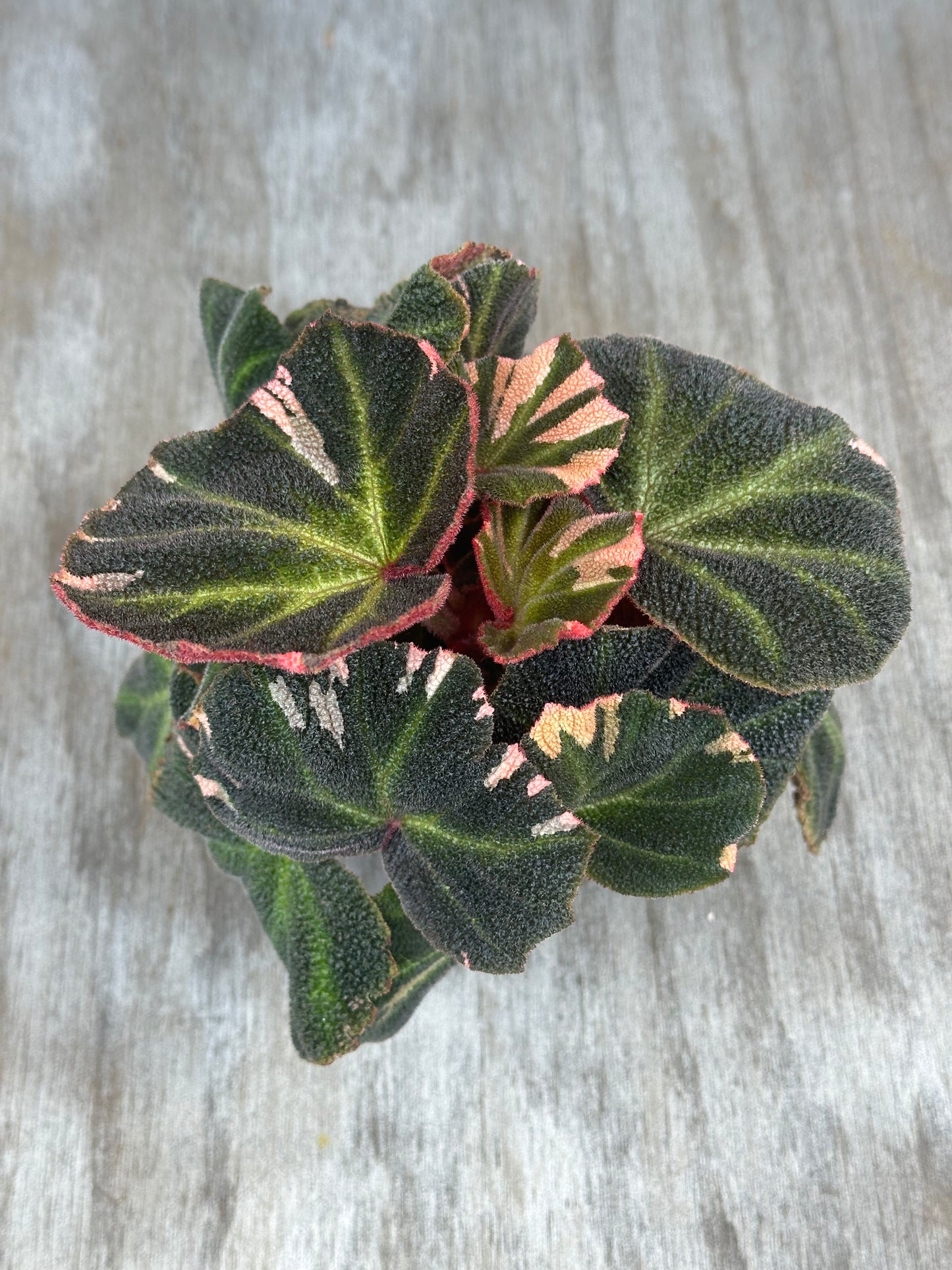 Begonia Solimutata Variegated plant with distinct green and pink leaves, ideal for exotic houseplant enthusiasts.