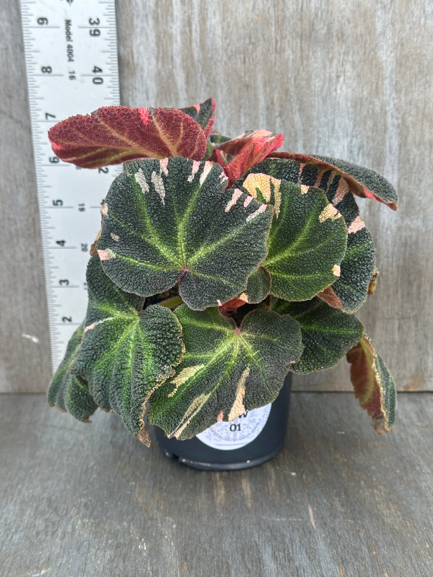Variegated Begonia Solimutata in a black pot with distinct green and pink leaves, showcased on a wooden surface. Perfect for exotic plant collectors.