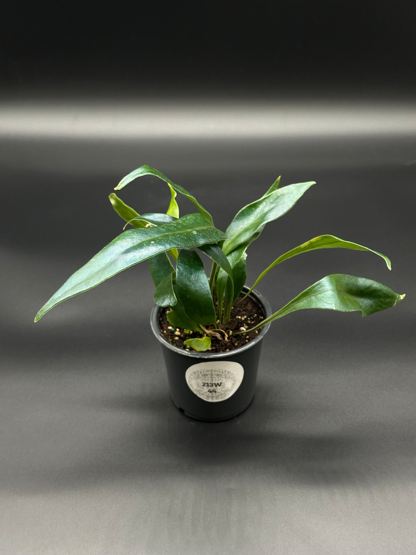 Blue Oil Slick Fern (213W44) in a 4-inch pot, showcasing its unique iridescent blue leaves, ideal for indoor spaces.