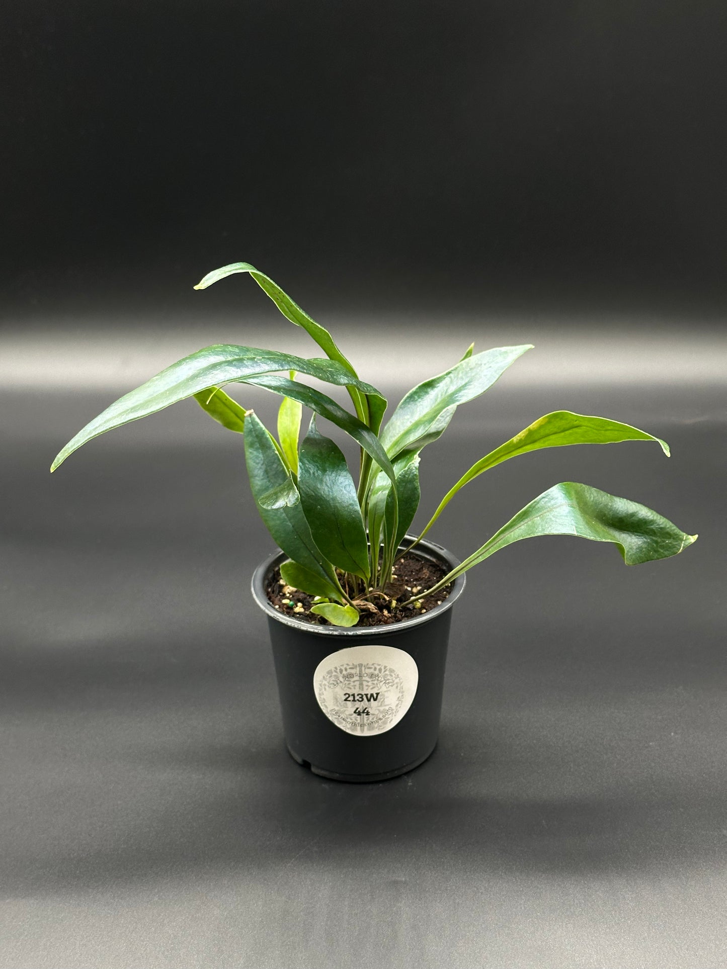 Blue Oil Slick Fern (213W44) in a small pot, showcasing its unique iridescent blue leaves, ideal for indoor decoration as a houseplant.