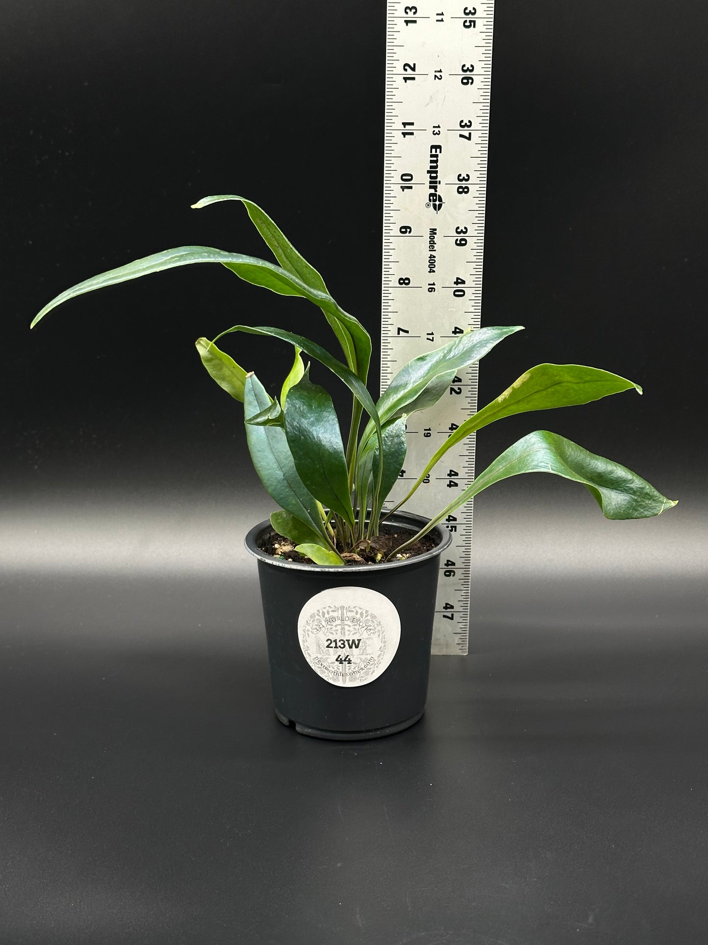 Blue Oil Slick Fern (213W44) in a 4-inch pot with iridescent leaves, accompanied by a white ruler for scale, showcasing its unique foliage.