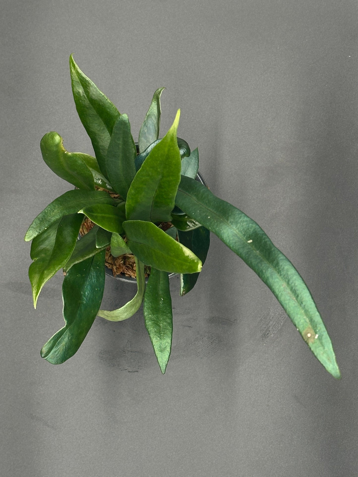 Blue Oil Slick Fern (26W01) in a 4-inch pot, showcasing its unique iridescent leaves, characteristic of the Microsorum thailandicum species, a notable houseplant.
