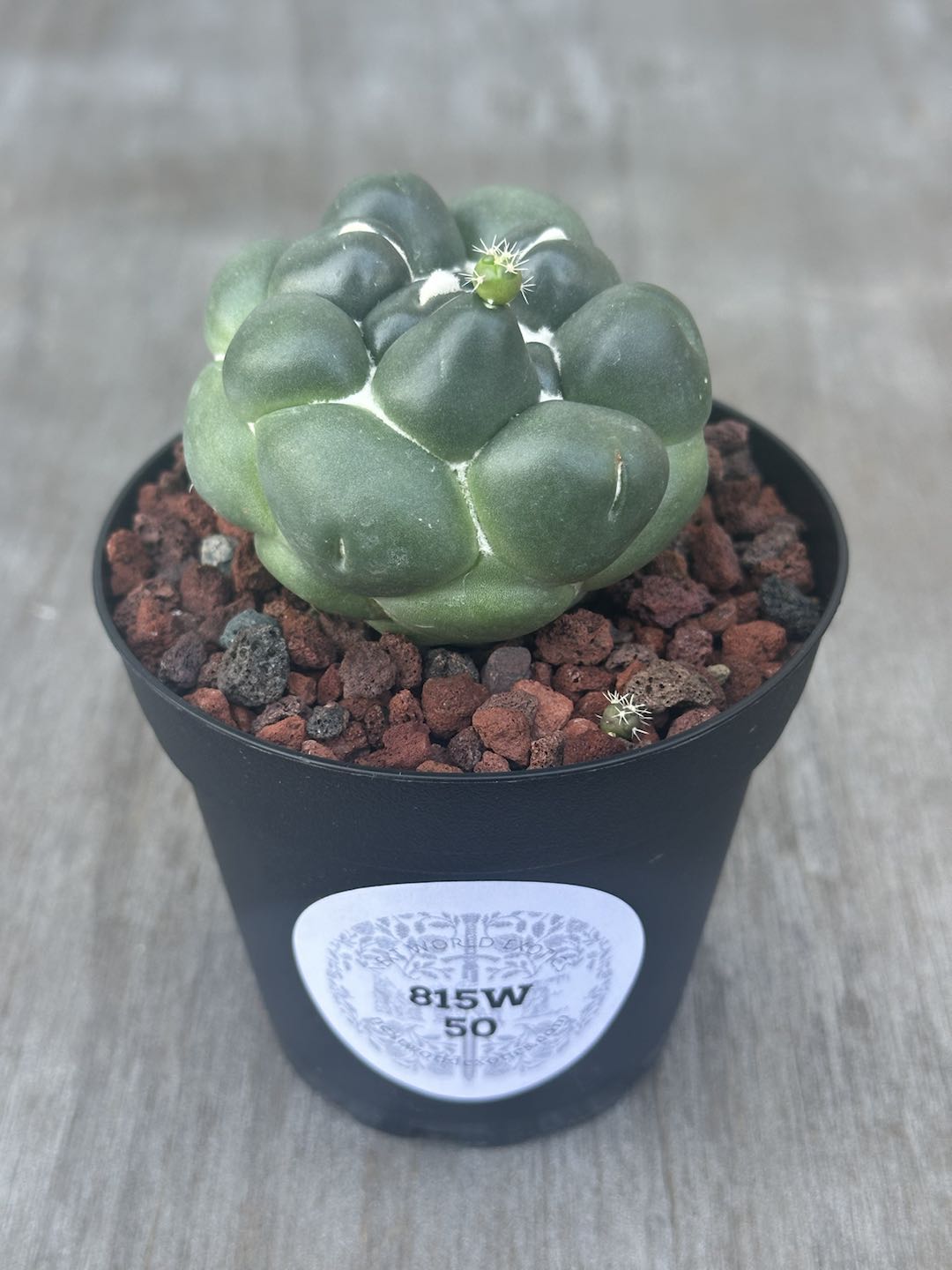 Coryphantha Elephantidens Inermis (815W50) cactus in a pot, showcasing its unique succulent structure with prominent, rounded features.