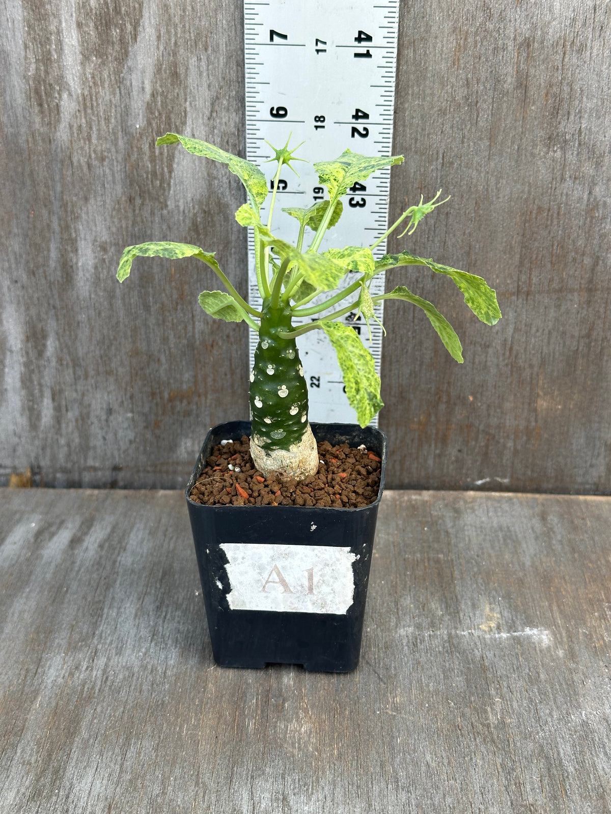 Dorstenia Hardwoodii x Foetida Hybrid Variegated