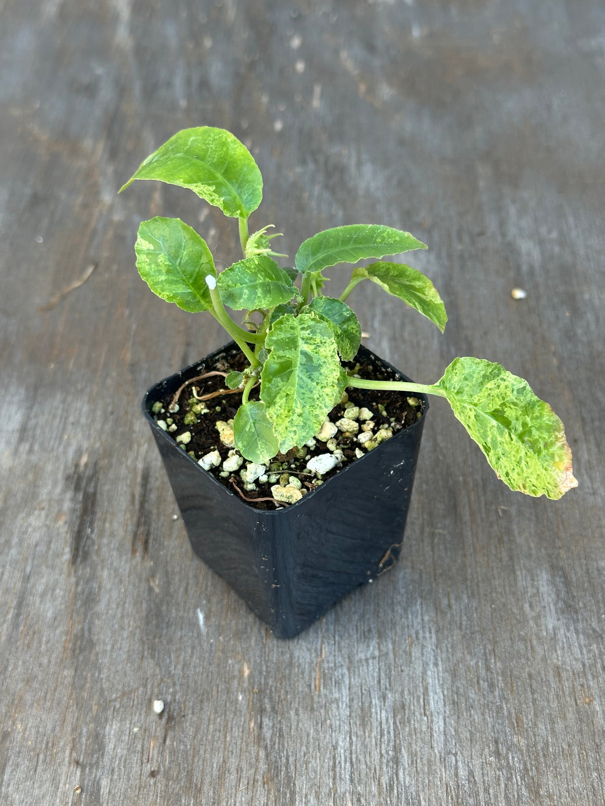 Dorstenia Hardwoodii x Foetida Hybrid Variegated