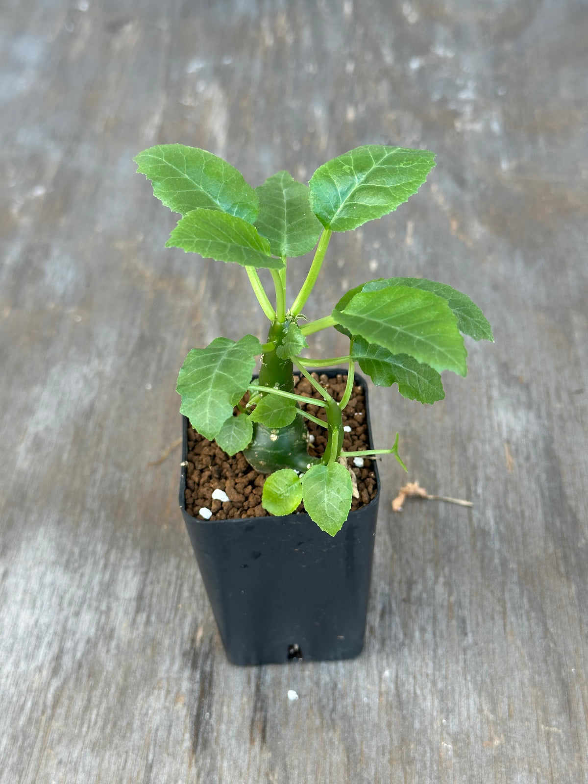 Dorstenia Hardwoodii x Foetida Hybrid