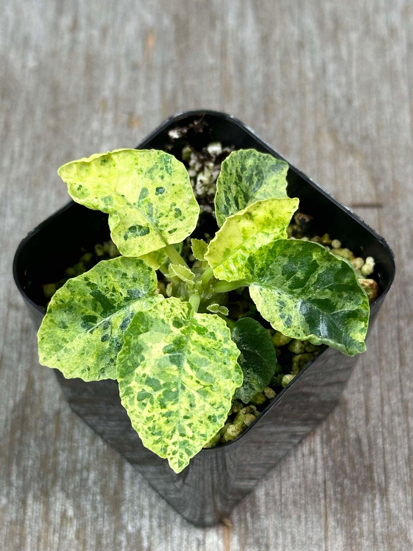 Dorstenia Horwoodii x Foetida Variegated (Seedling) in a black pot, showcasing its textured, crinkled leaves and compact, succulent form.