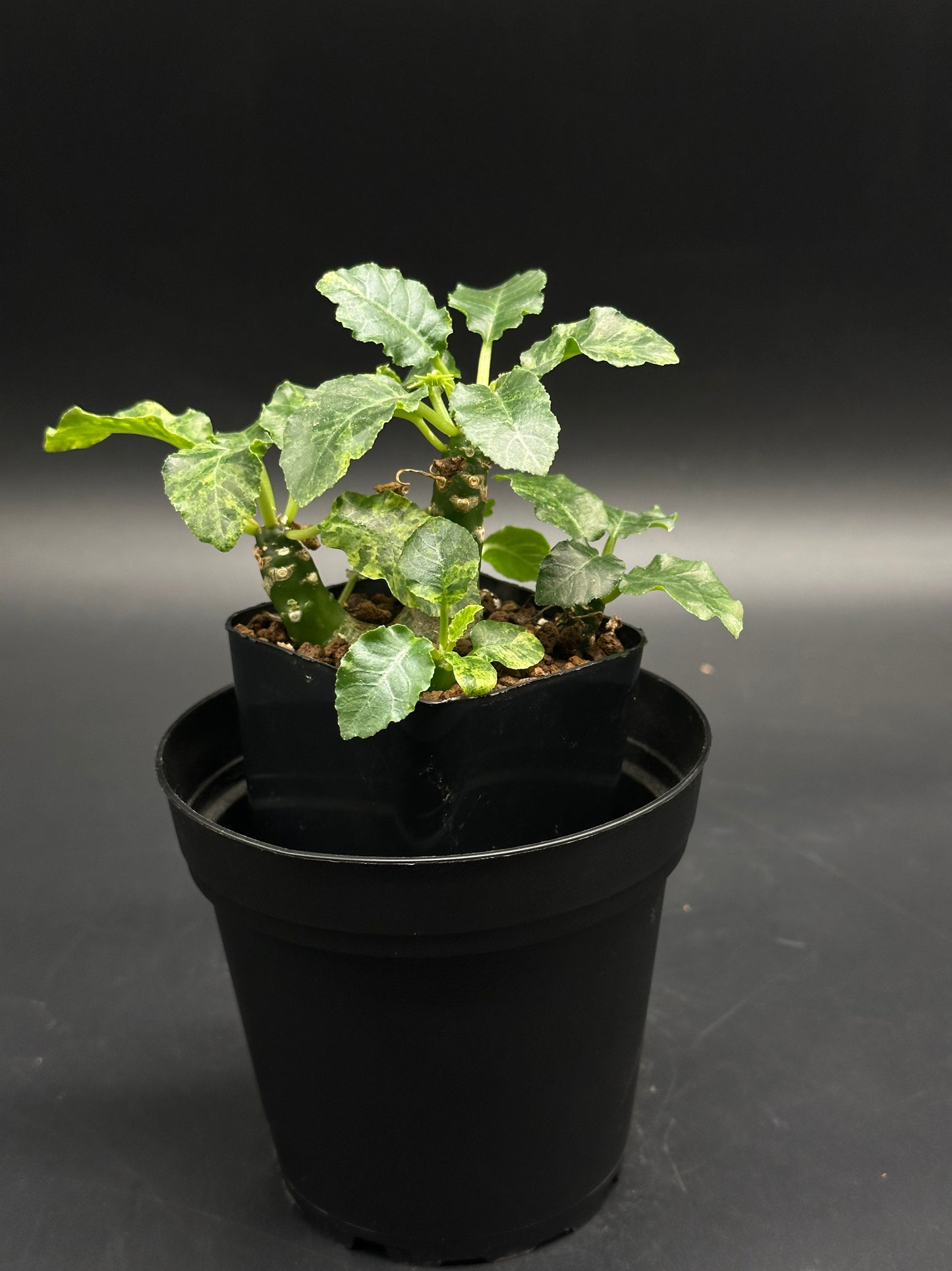 Dorstenia Hordwoodii x Foetida Hybrid features a corky trunk with stubby, fleshy green stems and lobed leaves, resembling a miniature palm tree in a black plastic pot.