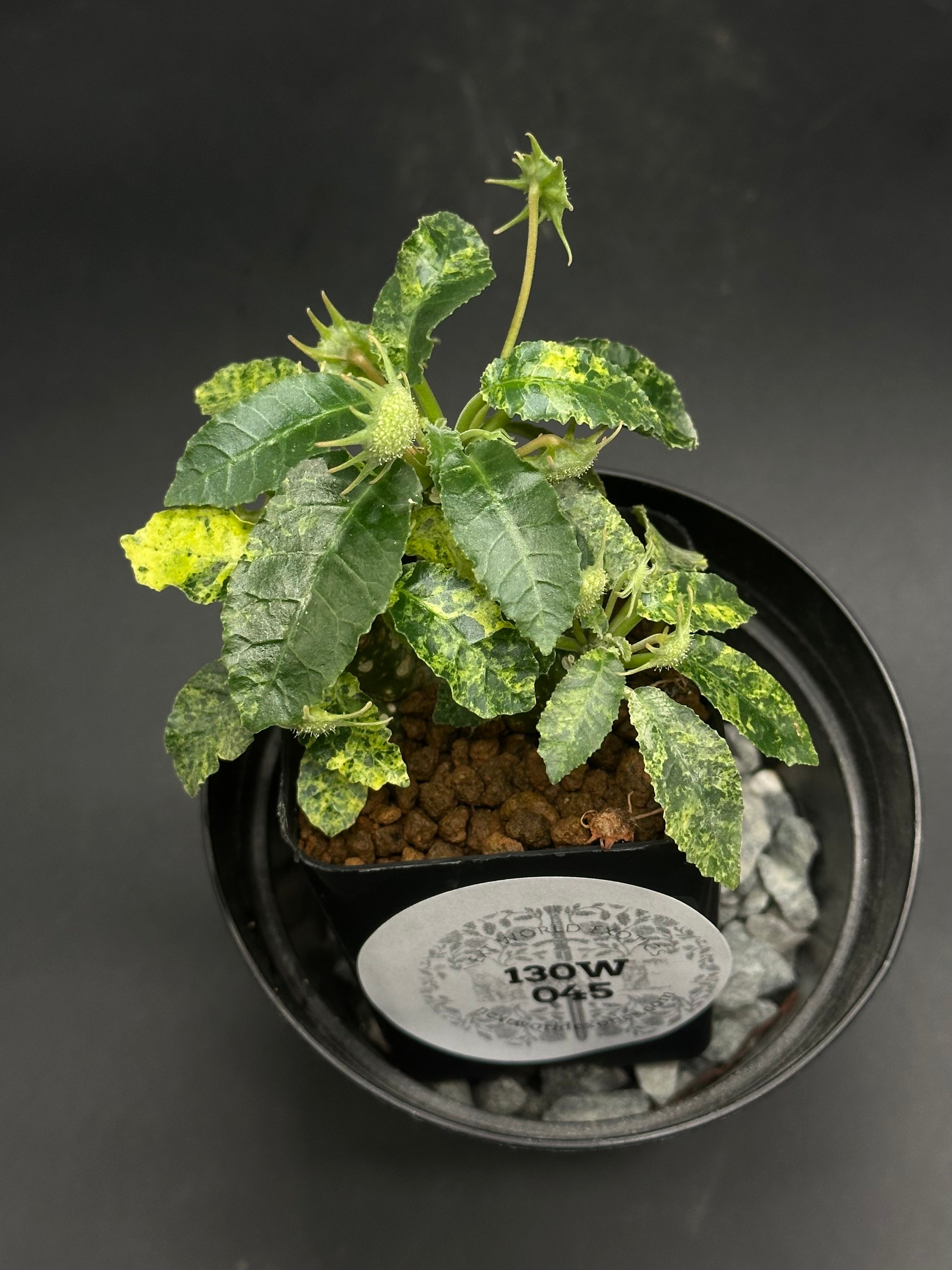 Dorstenia Horwoodii x Foetida Variegated (130W045) – Next