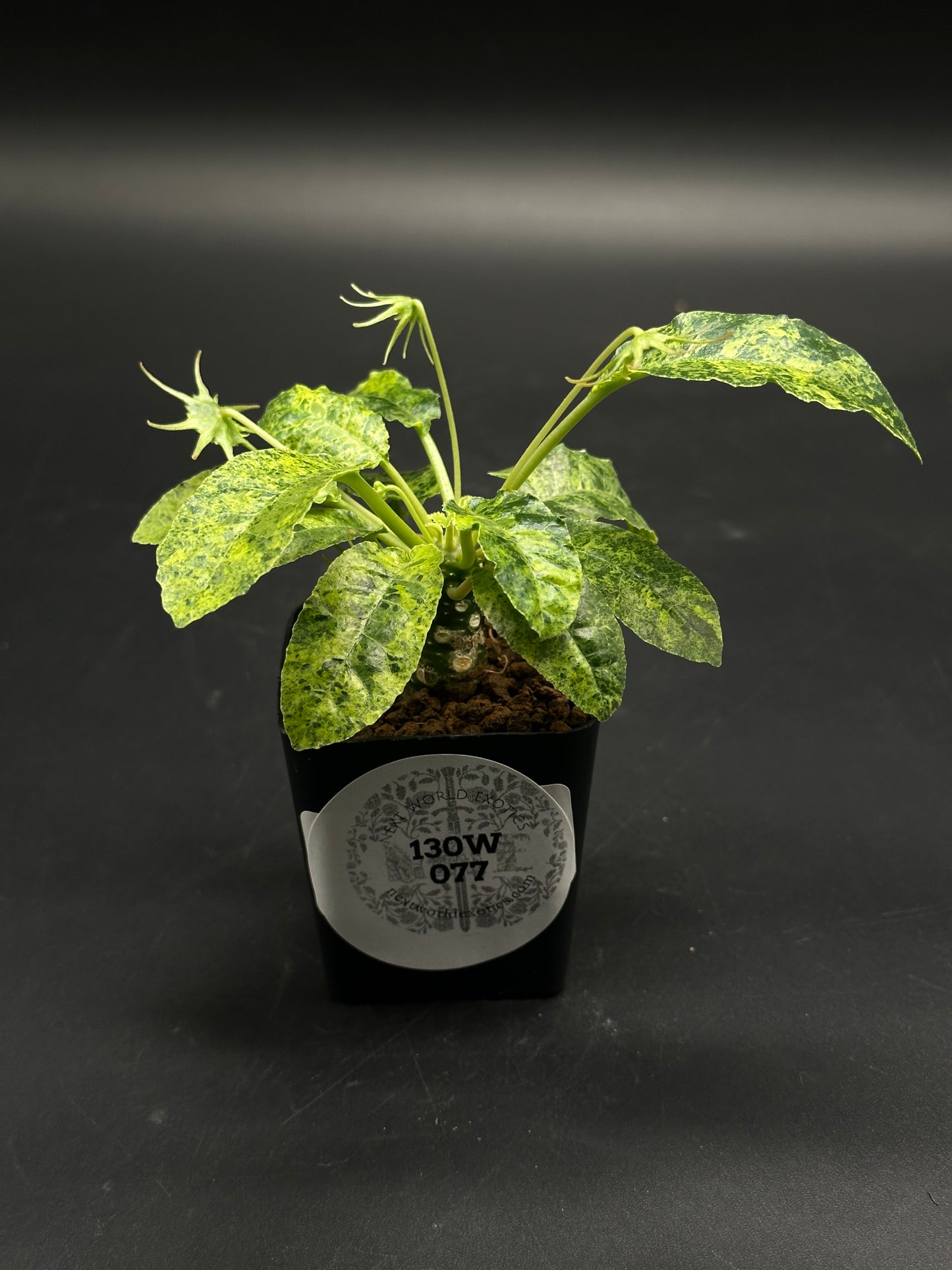 Dorstenia Horwoodii x Foetida Variegated (130W077) in a square black pot, featuring a knobbly caudex, variegated leaves, and slender flower stalks.