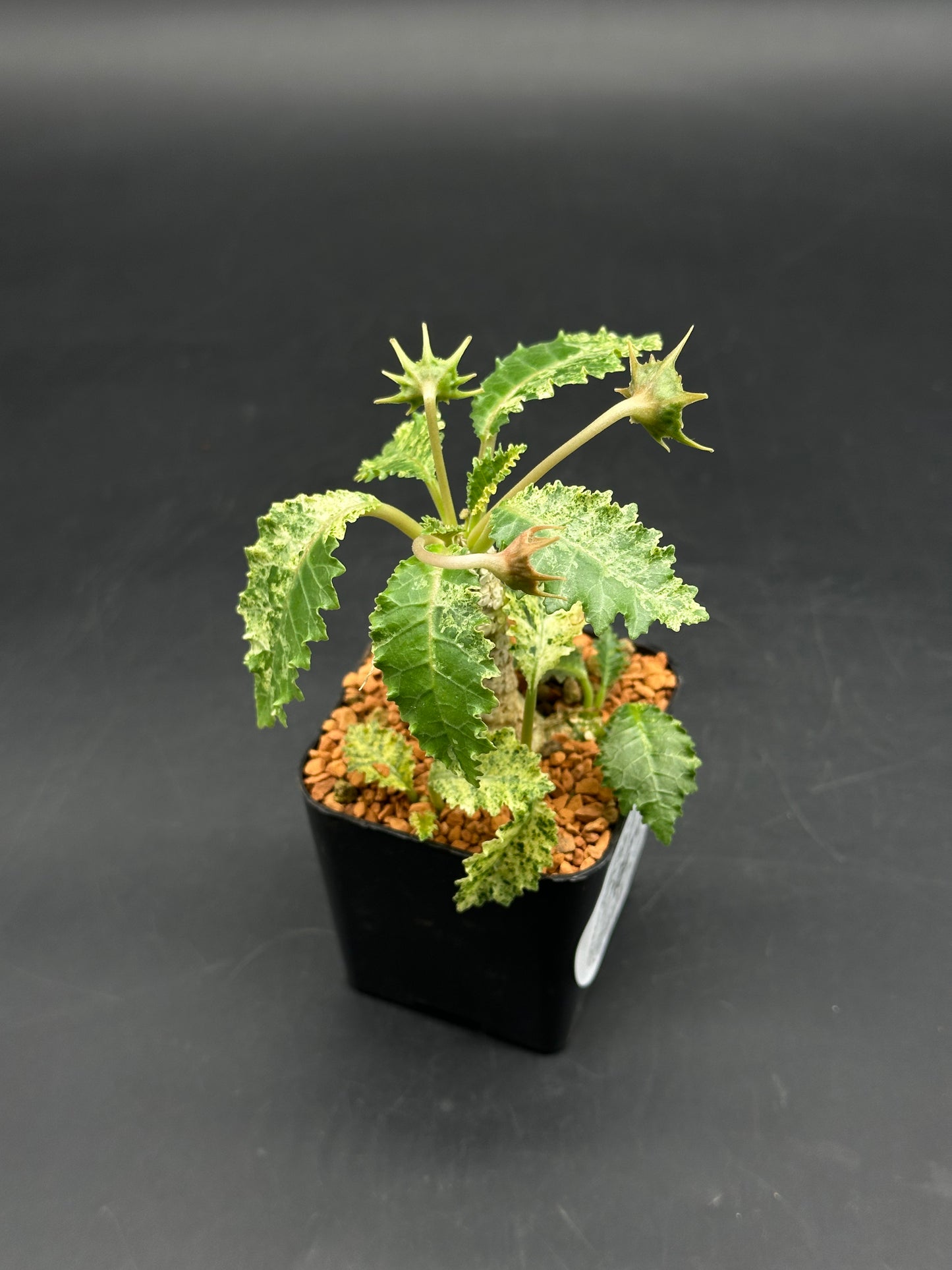 Dorstenia Horwoodii x Foetida Variegated (520W102)