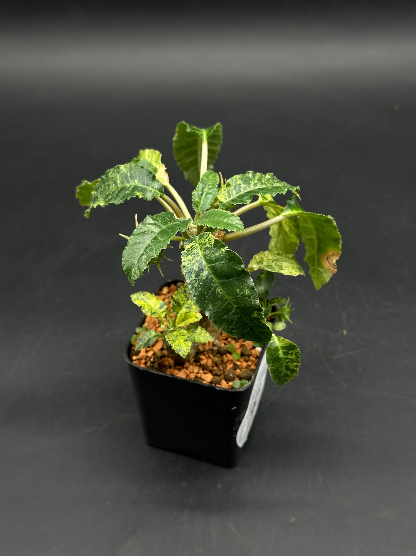 Dorstenia Horwoodii x Foetida Variegated (520W104)