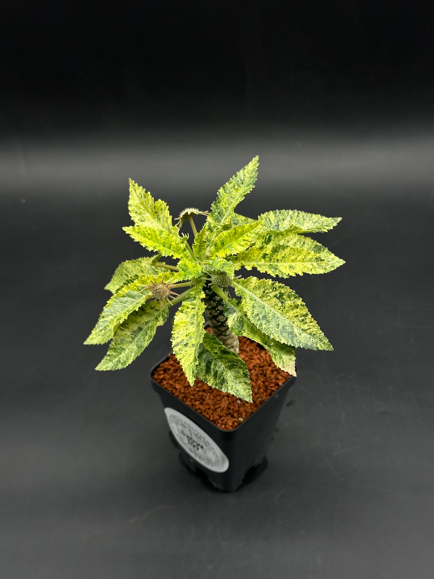 Dorstenia Horwoodii x Foetida Variegated (520W107)