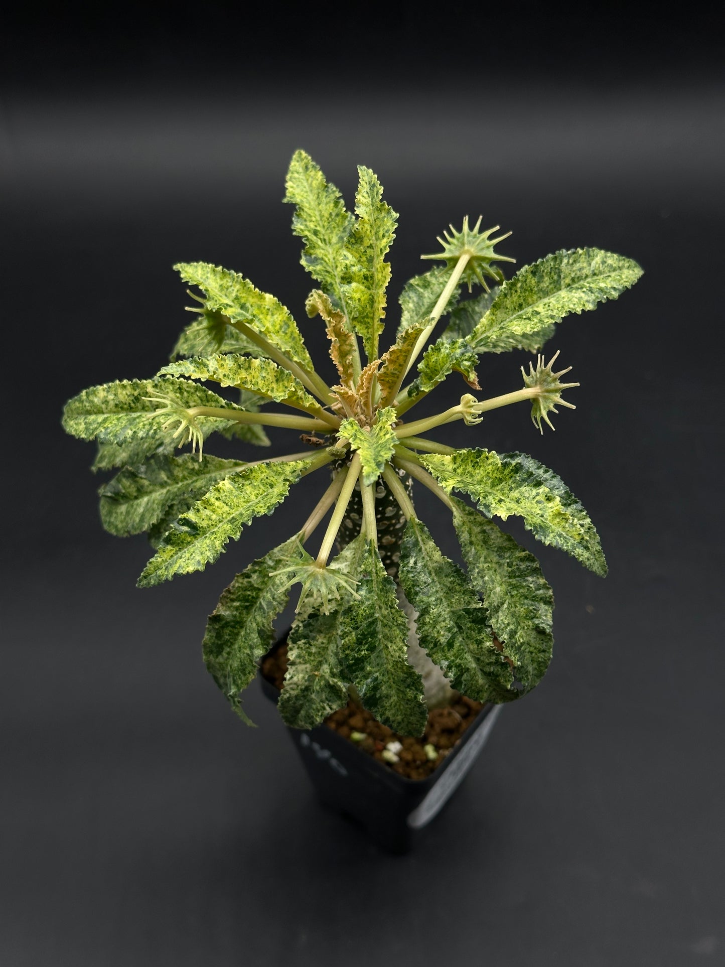 Dorstenia Horwoodii x Foetida Variegated (520W109)