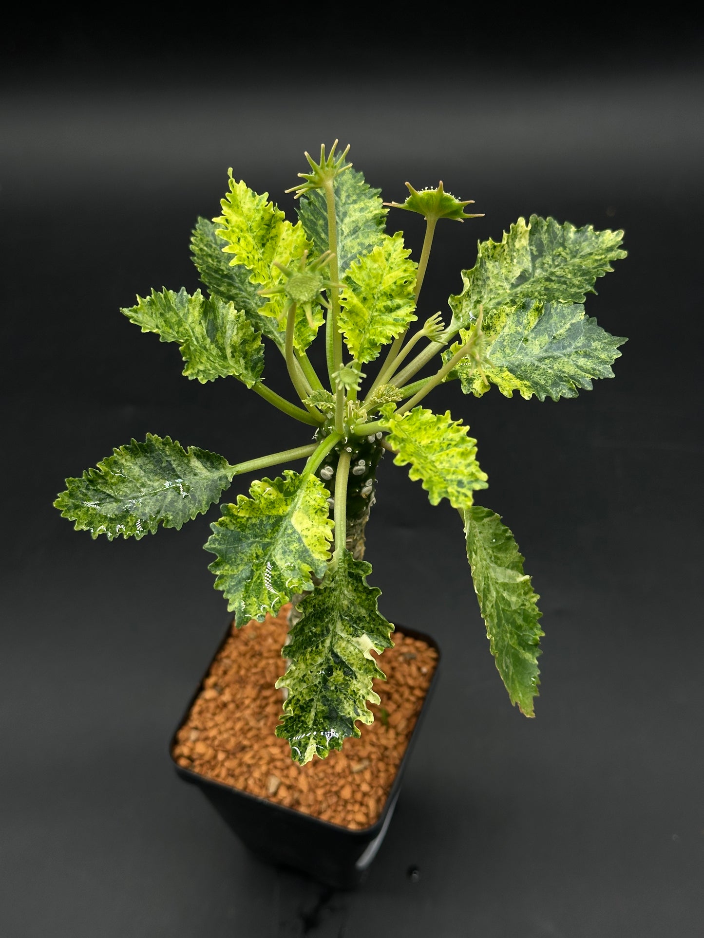 Dorstenia Horwoodii x Foetida Variegated (520W115)