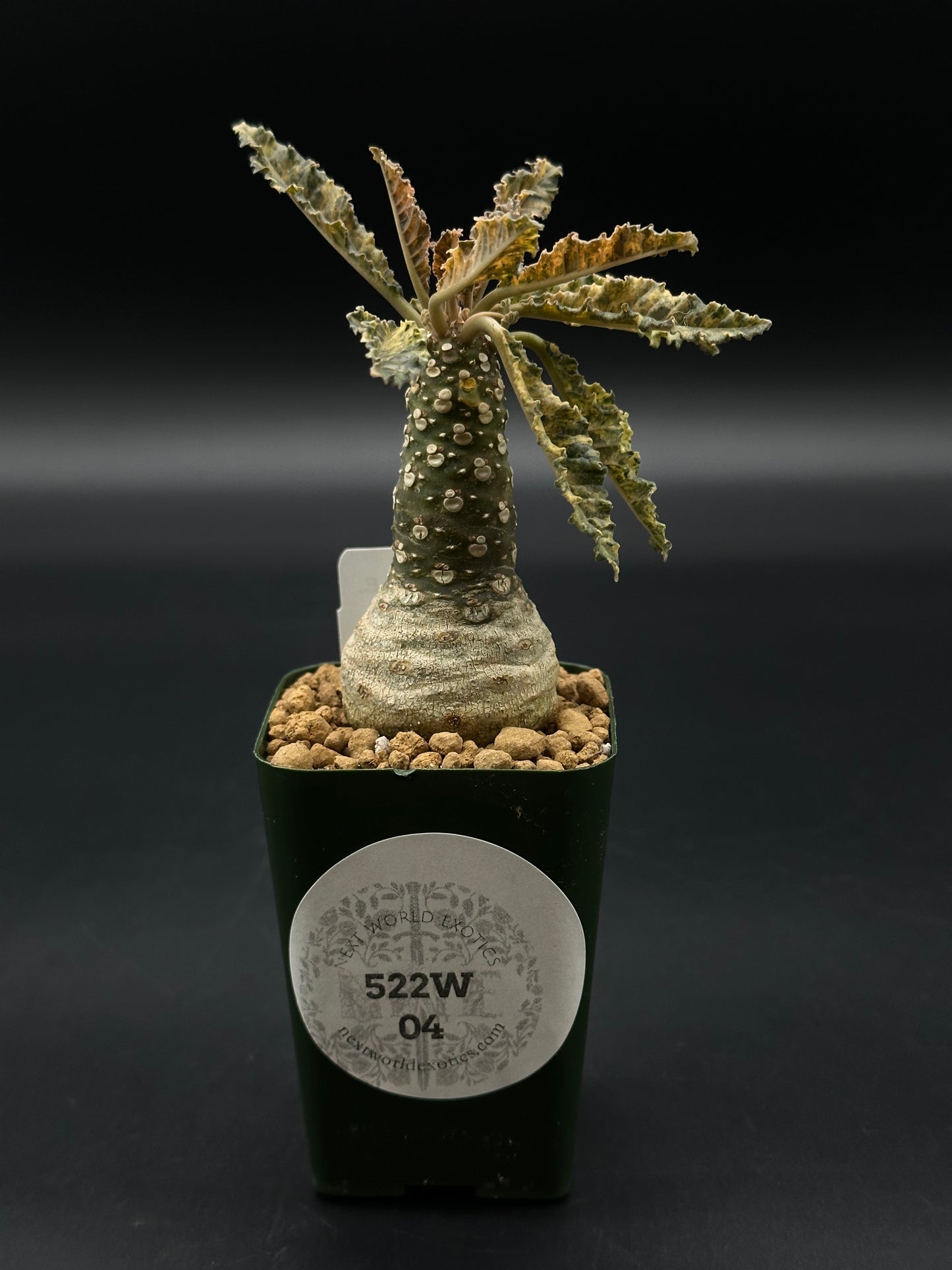 Dorstenia Horwoodii x Foetida Variegated (522W04) in a 2.25-inch pot, showing textured, scalloped leaves and a thick, branching caudex.