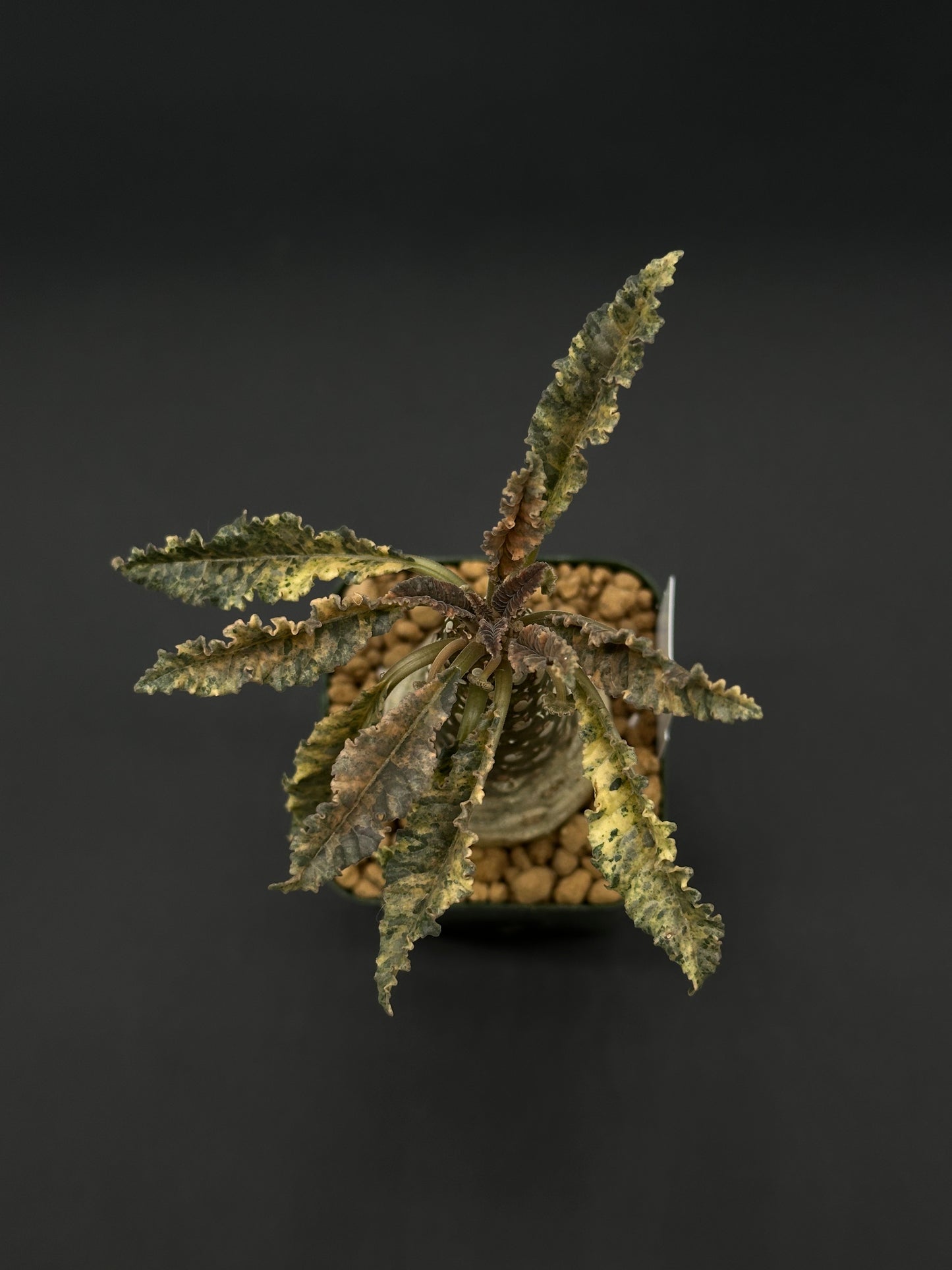 Dorstenia Horwoodii x Foetida Variegated in a 2.25-inch pot, featuring textured, crinkled leaves and a thick, conical caudex with star-shaped inflorescences.