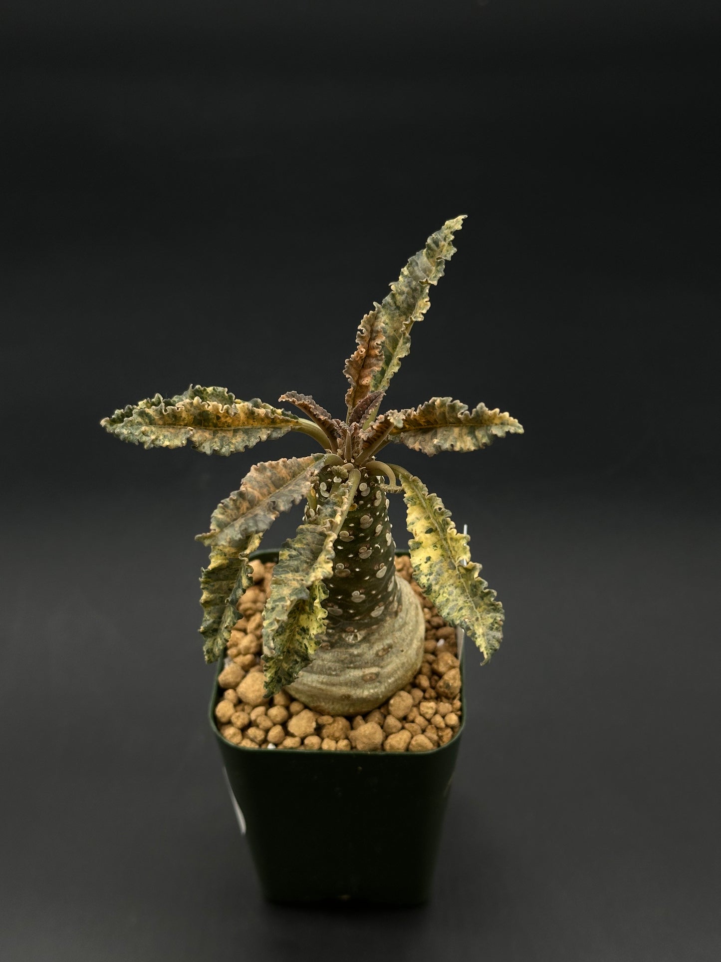 Dorstenia Horwoodii x Foetida Variegated (522W04) in a 2.25-inch pot, showcasing crinkled, scalloped leaves and a thick, conical caudex with star-shaped inflorescences.