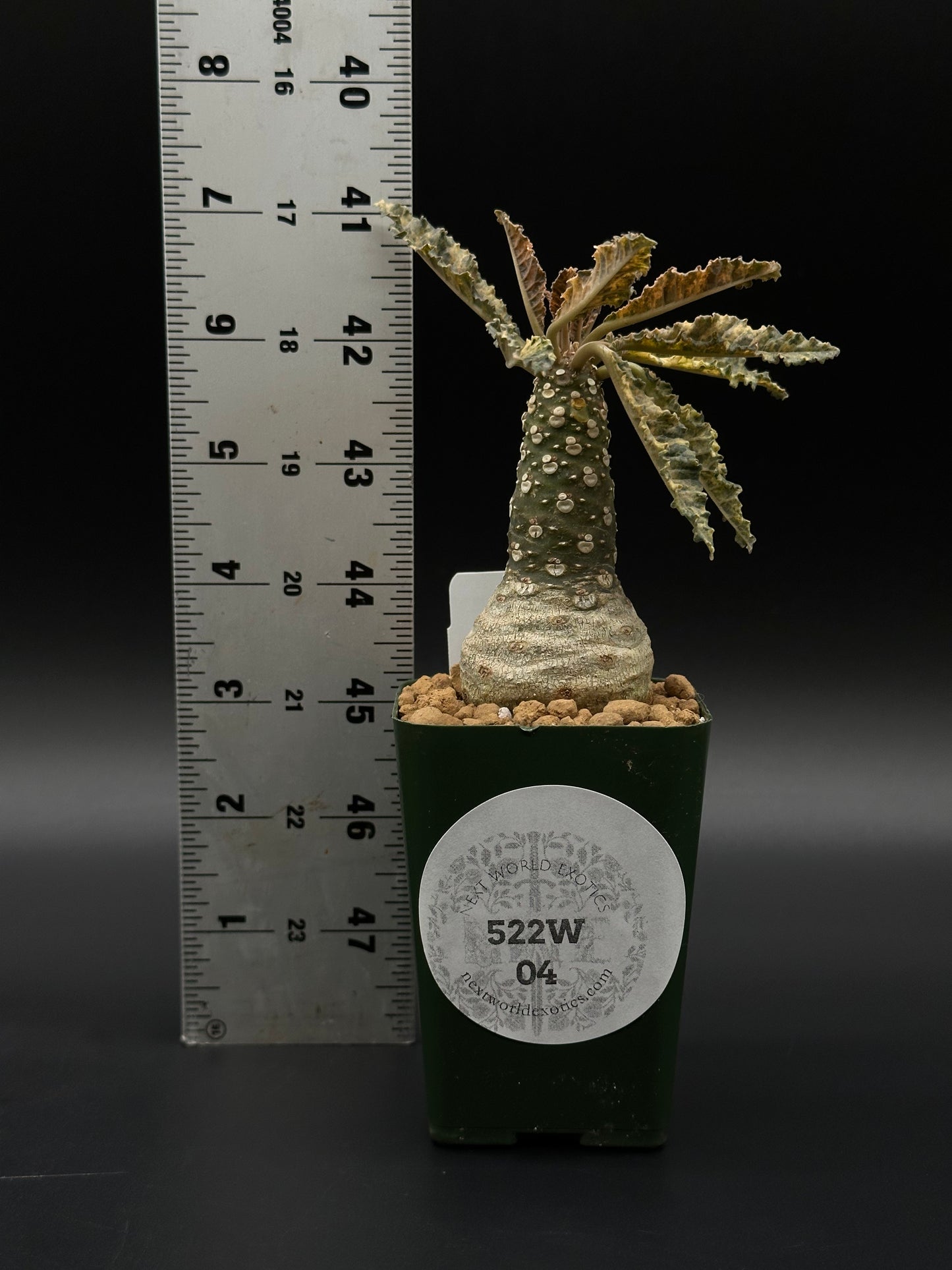Dorstenia Horwoodii x Foetida Variegated in a 2.25-inch pot, featuring textured, crinkled leaves and a thick caudex, with star-shaped inflorescences.