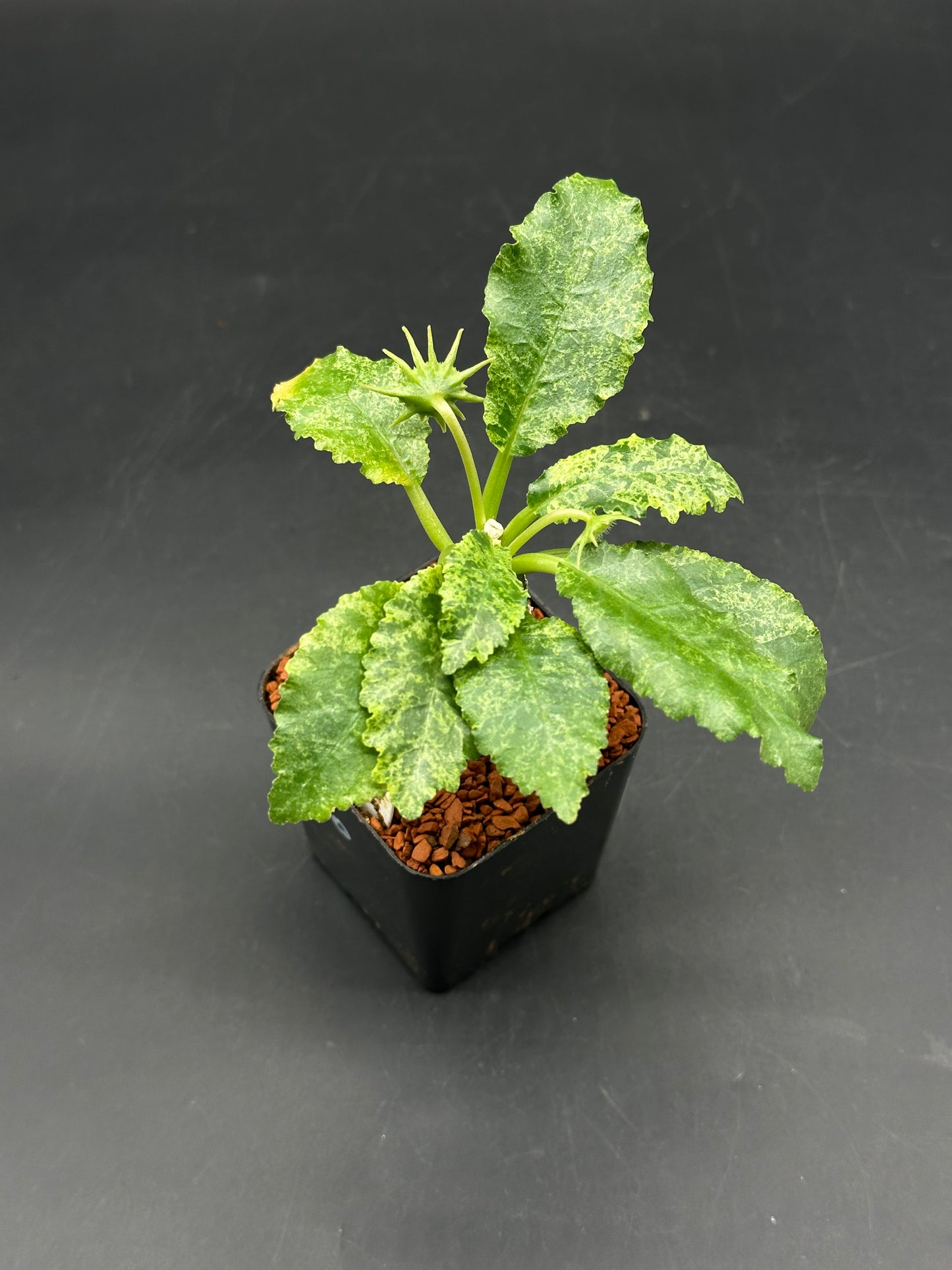 Dorstenia Horwoodii x Lavranii Hybrid Variegated (520W101)