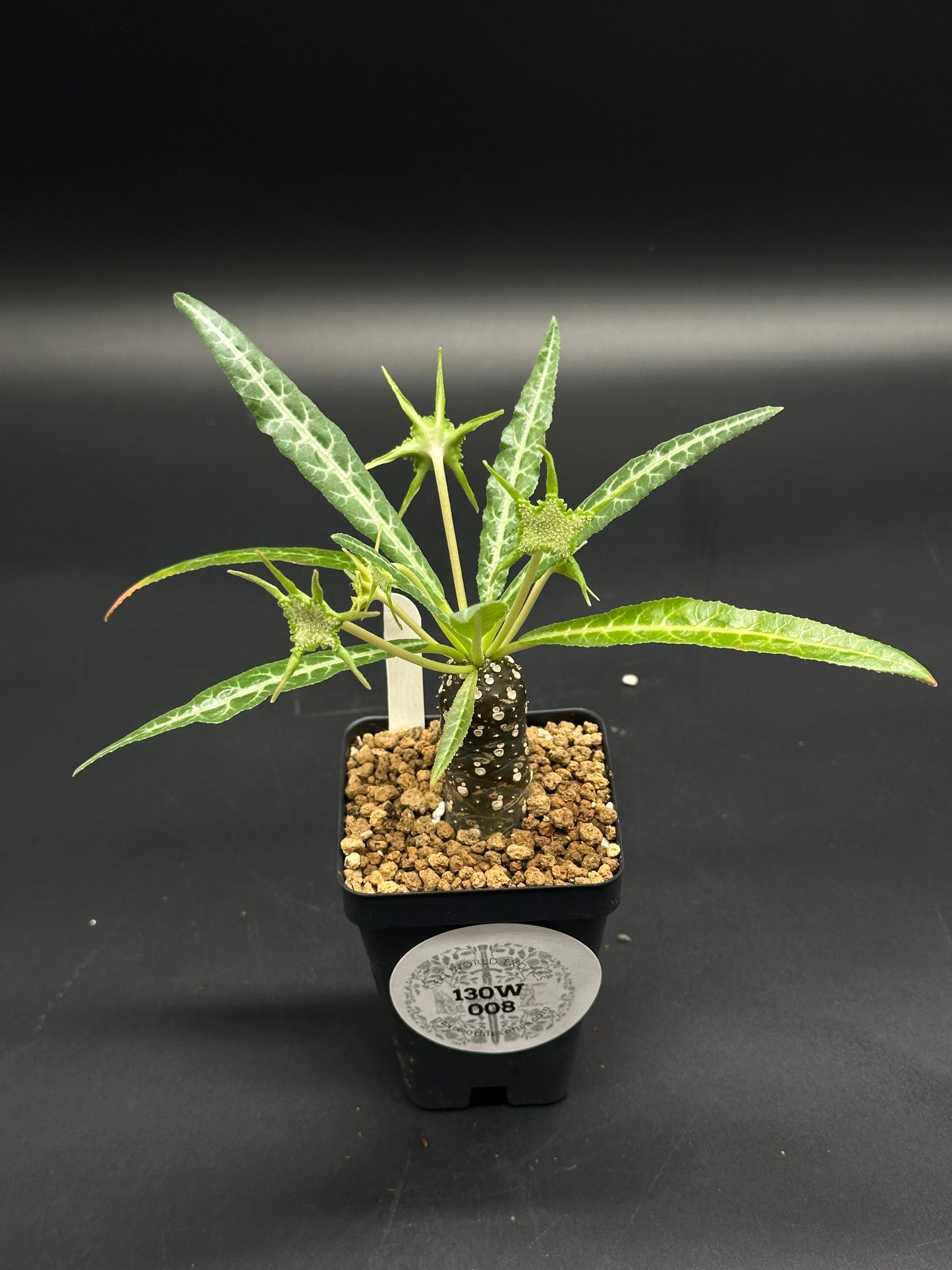 Dorstenia lancifolia (130W008) in a 2.25-inch pot, showcasing a thick caudex with long, veined leaves and star-shaped seed-pods in a pumice medium.