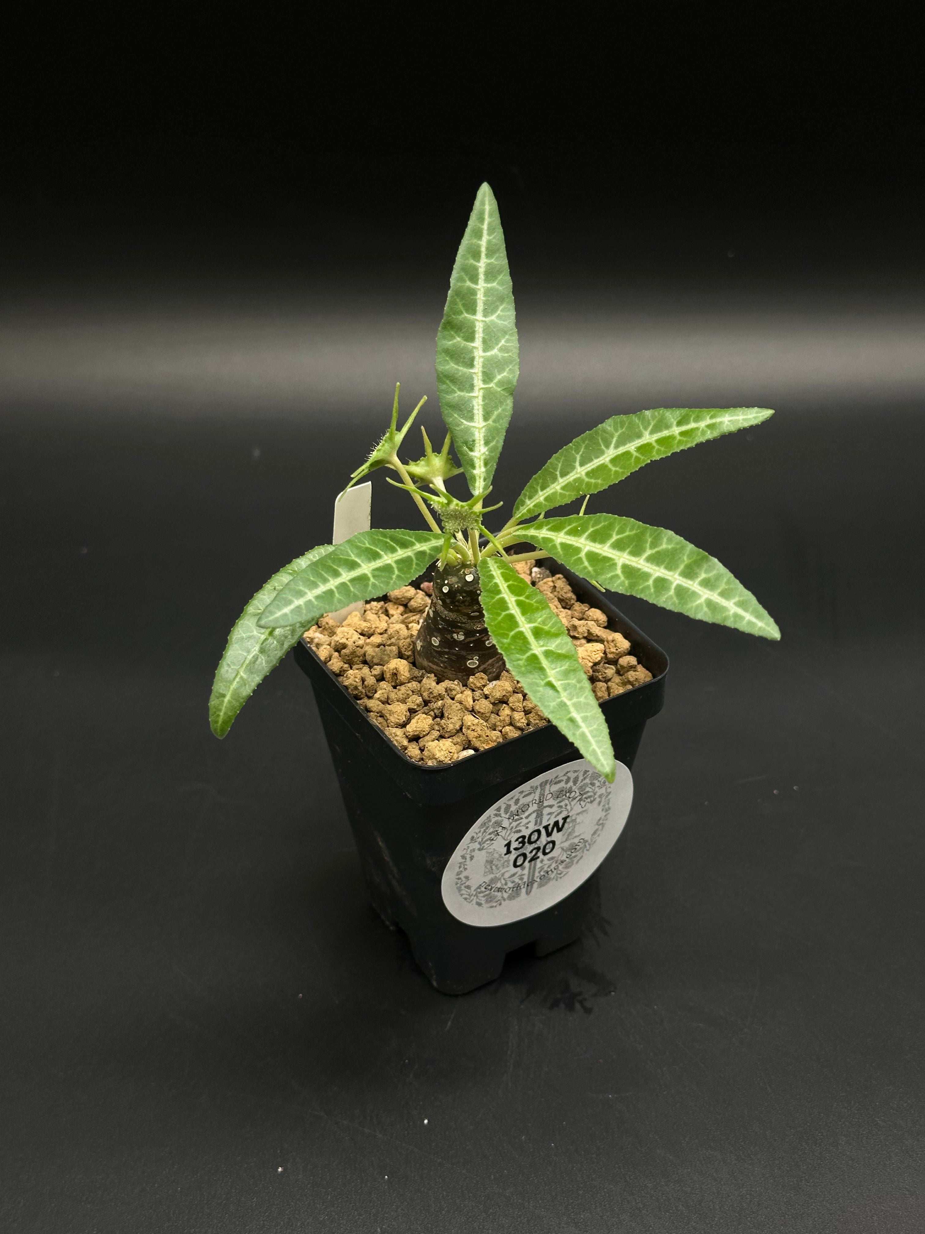 Dorstenia Lancifolia (130W020) – Next World Exotics
