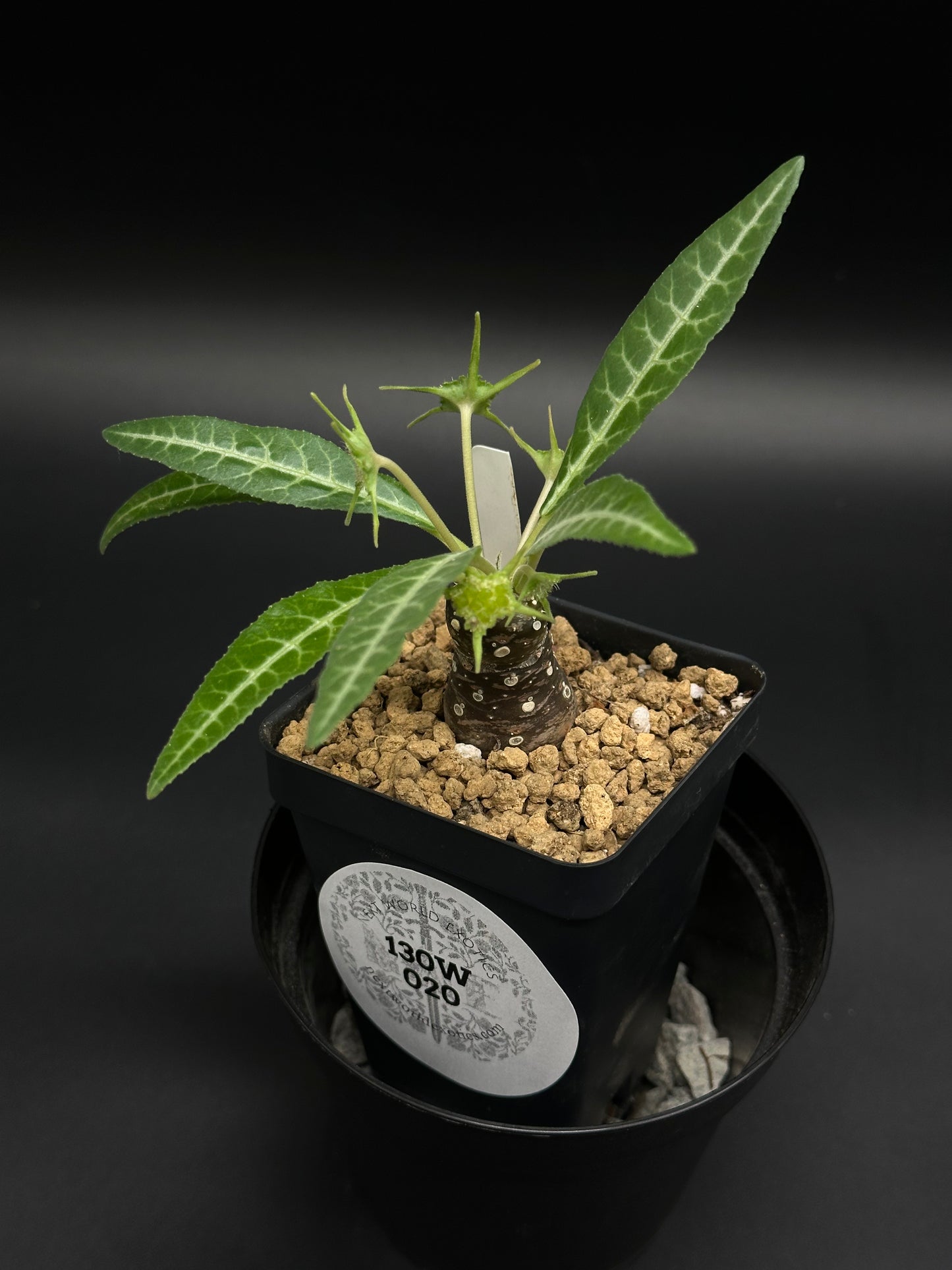 Dorstenia Lancifolia (130W020) in a black nursery pot, featuring a thick caudex, slender branches, narrow leaves with silvery veins, and developing seed pods.