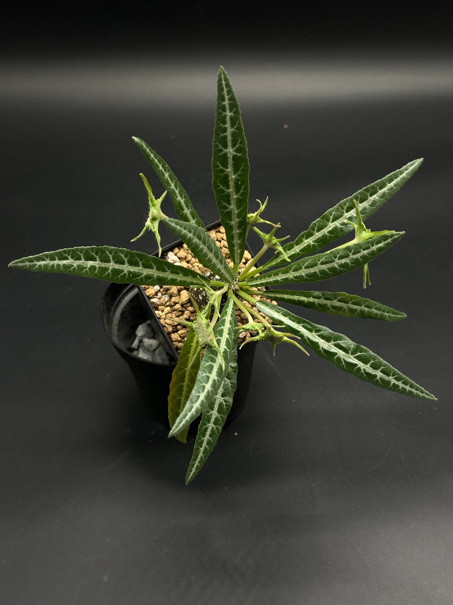 Dorstenia Lancifolia in a 2.25-inch pot, with long, narrow leaves and reticulated veins, showcasing star-shaped growths. Ideal for exotic plant enthusiasts.