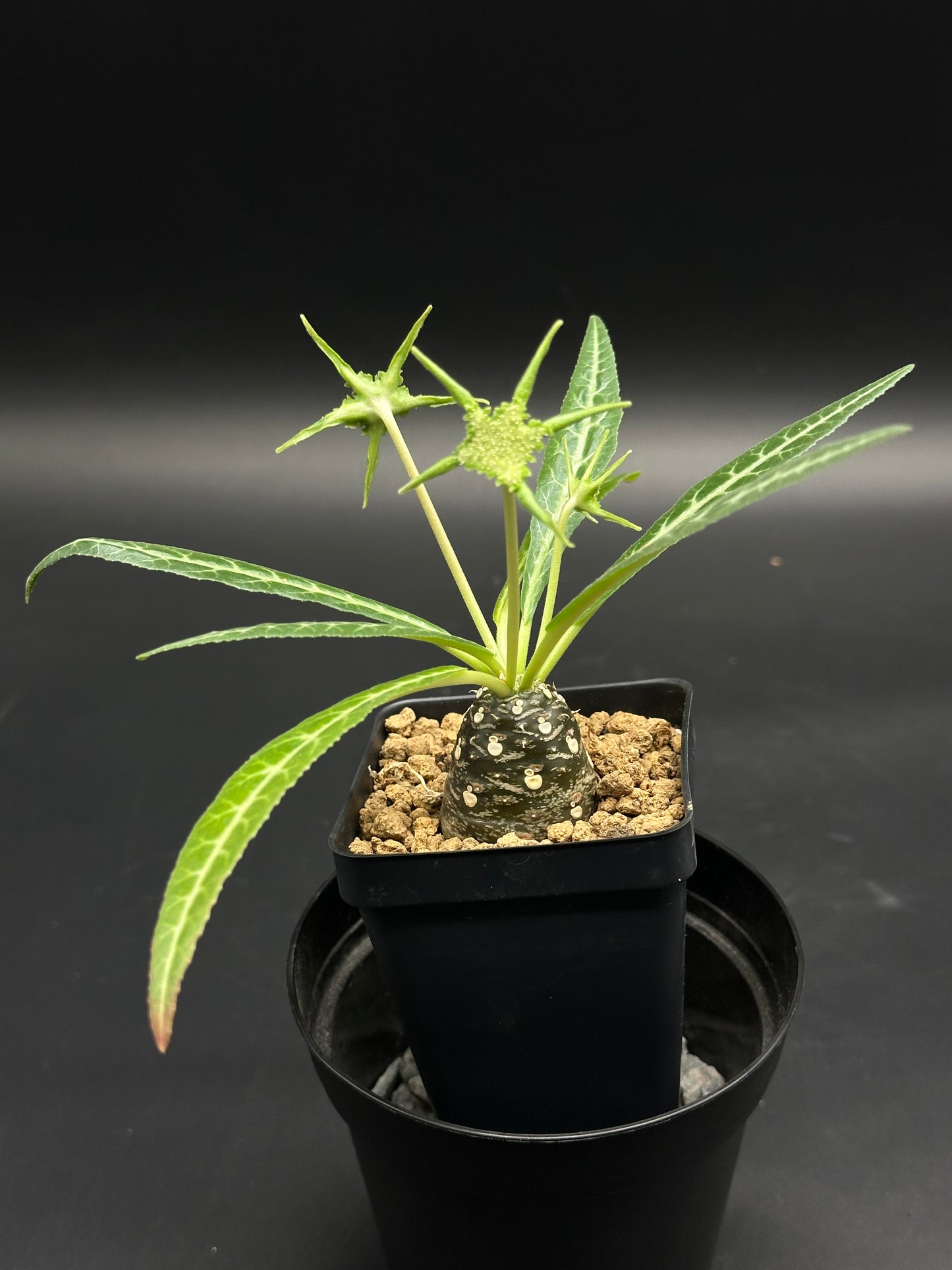 Dorstenia Lancifolia (130W059)⭐ in a 2.25-inch nursery pot, featuring a swollen caudex, slender white-veined leaves, and unique starburst inflorescences.