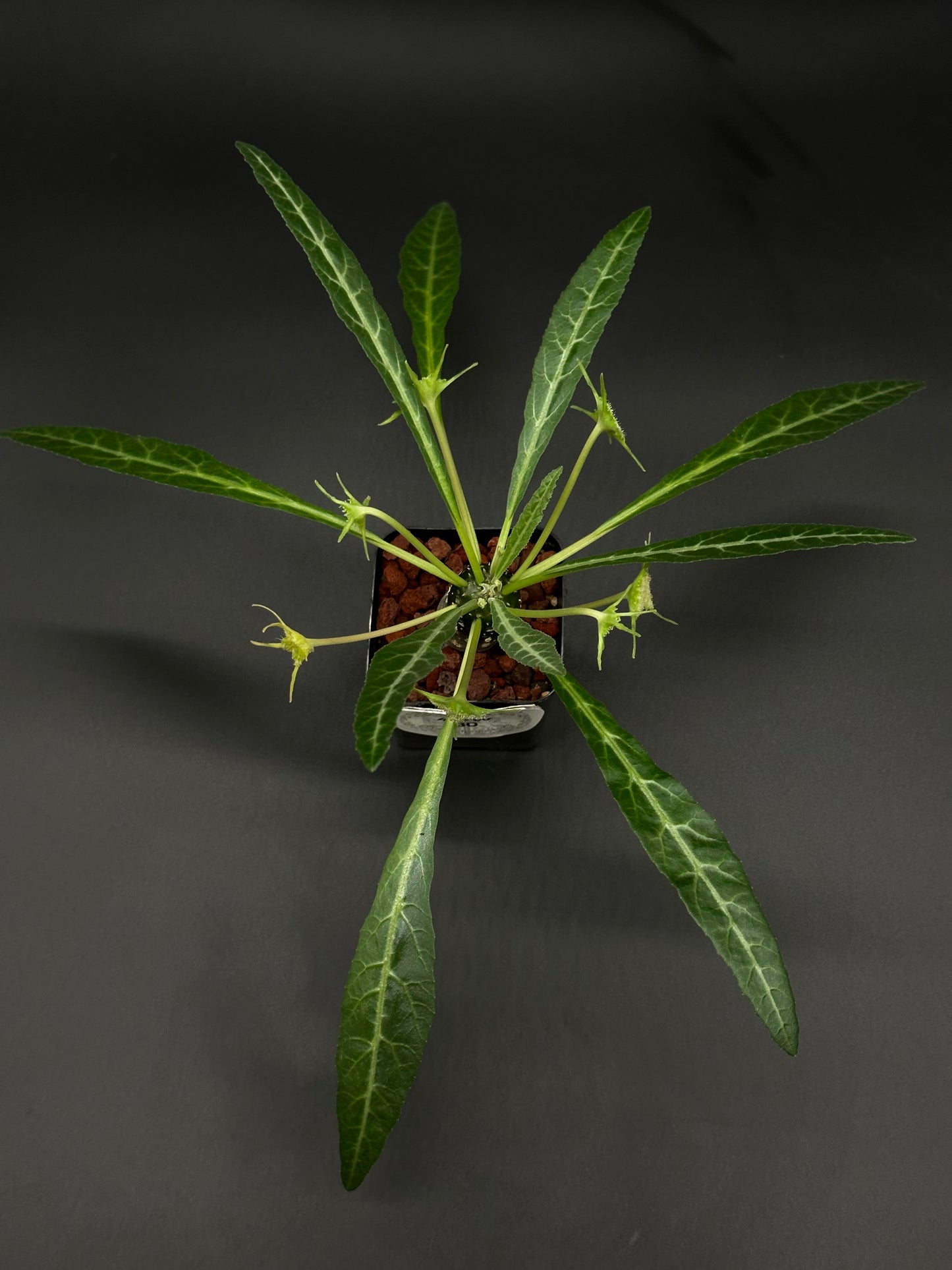 Dorstenia Lancifolia in a 2.25-inch pot showcasing long green leaves, ideal for collectors of rare tropical houseplants from Next World Exotics.