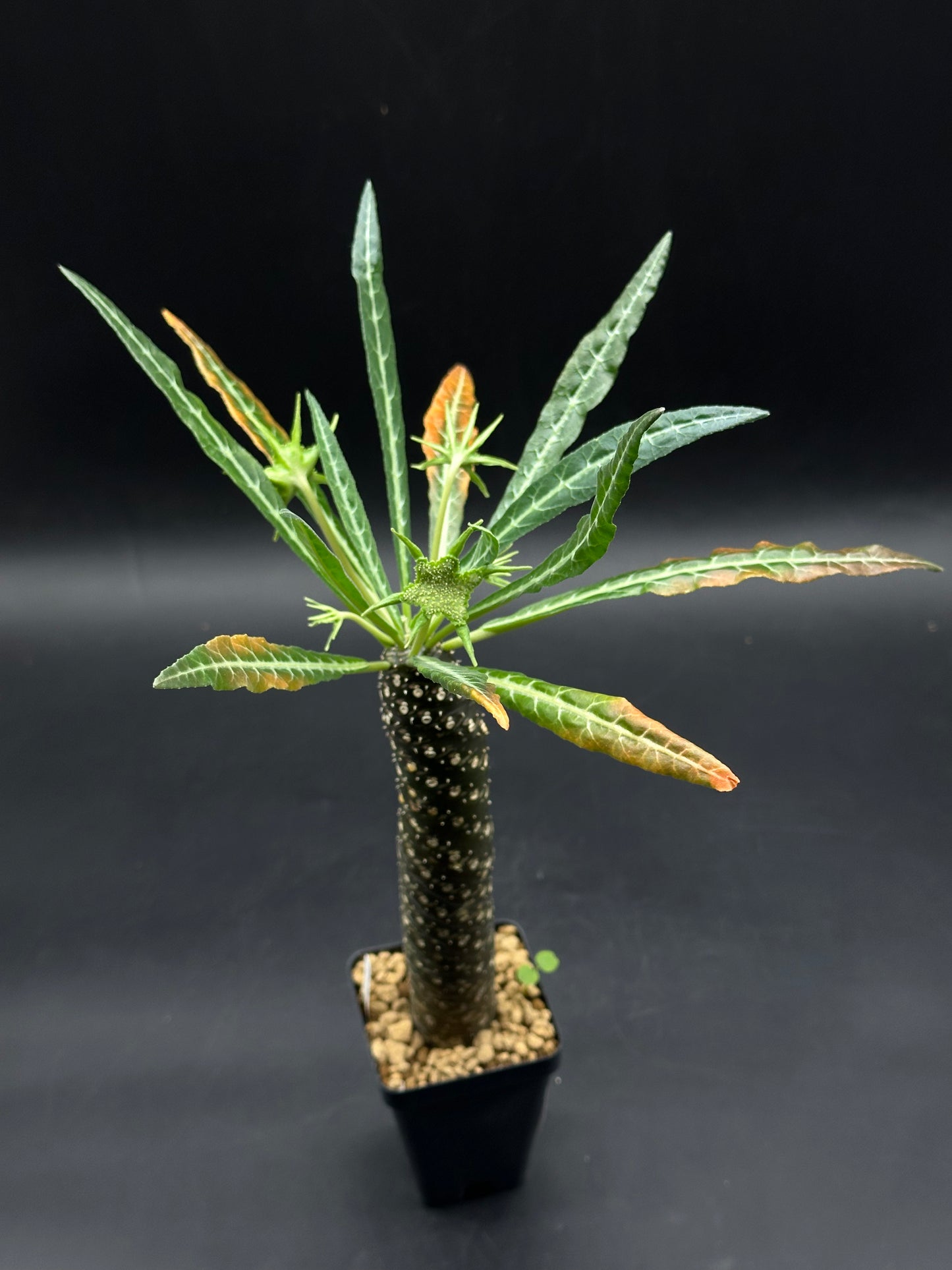 Dorstenia Lancifolia (520W113)