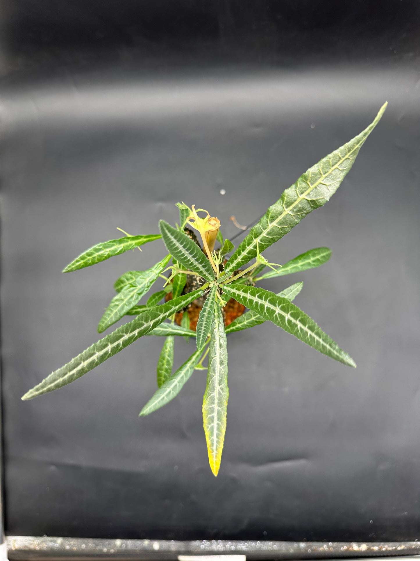 Dorstenia Lancifolia (520W134)