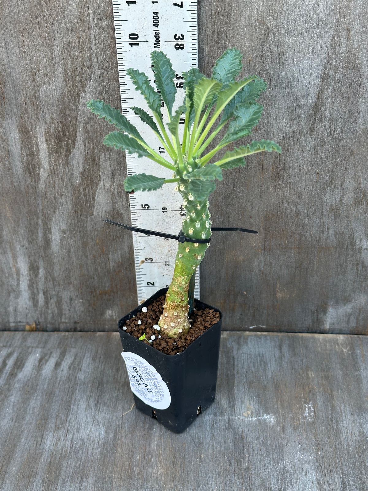 Dorstenia Lavrani
