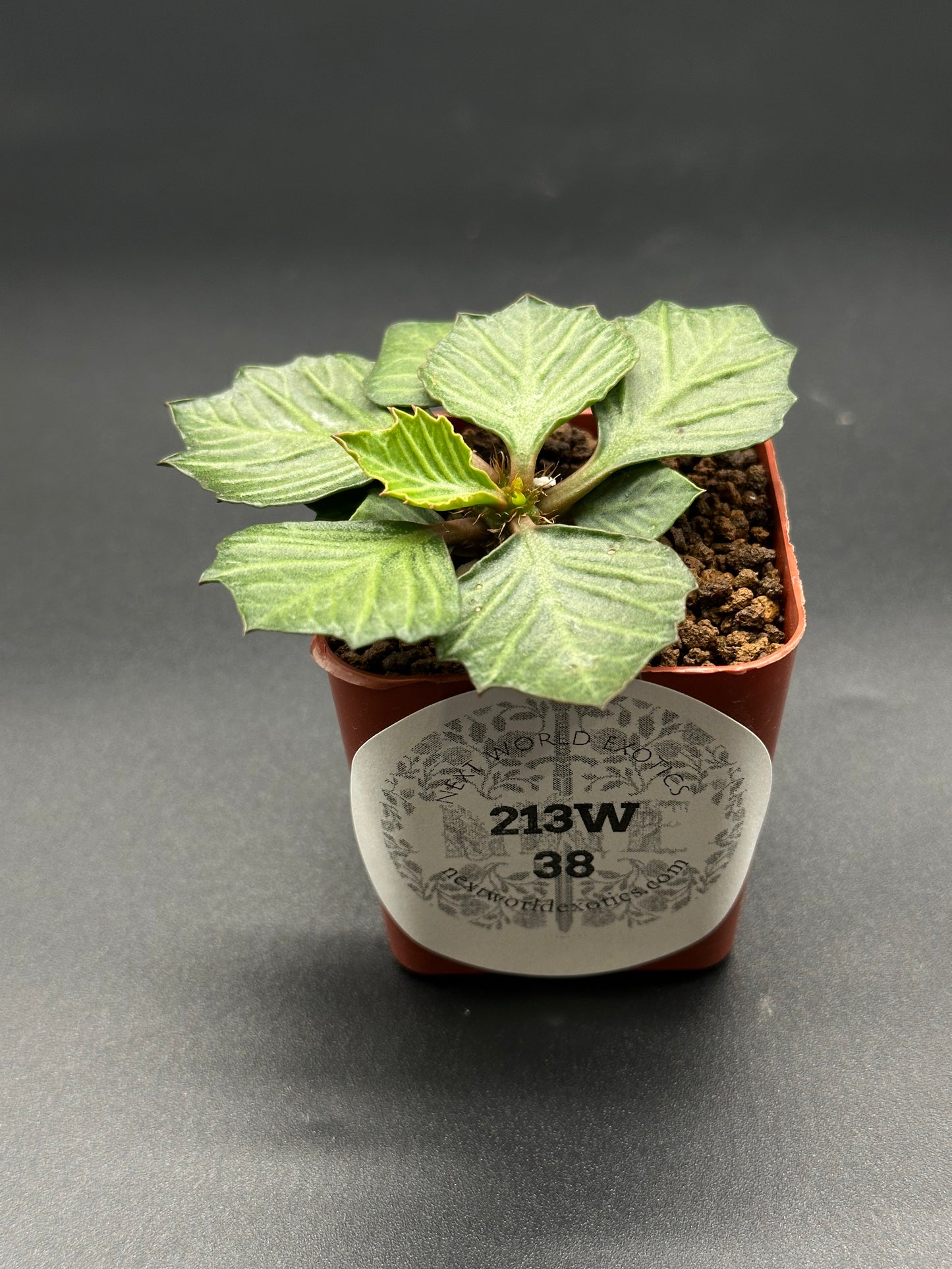 Euphorbia Francoisii 'Generation 3' Green in a 2-inch pot, showcasing maple-leaf shaped foliage with thick branches and lanceolate leaves.