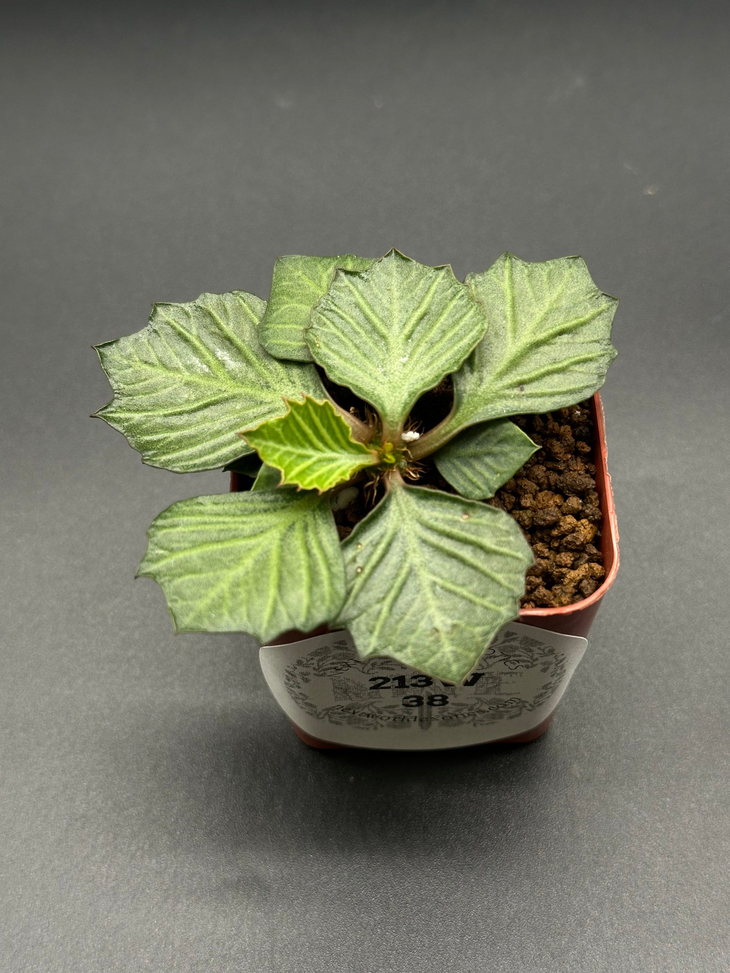 Euphorbia Francoisii 'Generation 3' Green (213W38) in a small pot, featuring compact, maple-leaf shaped foliage with thick branches.